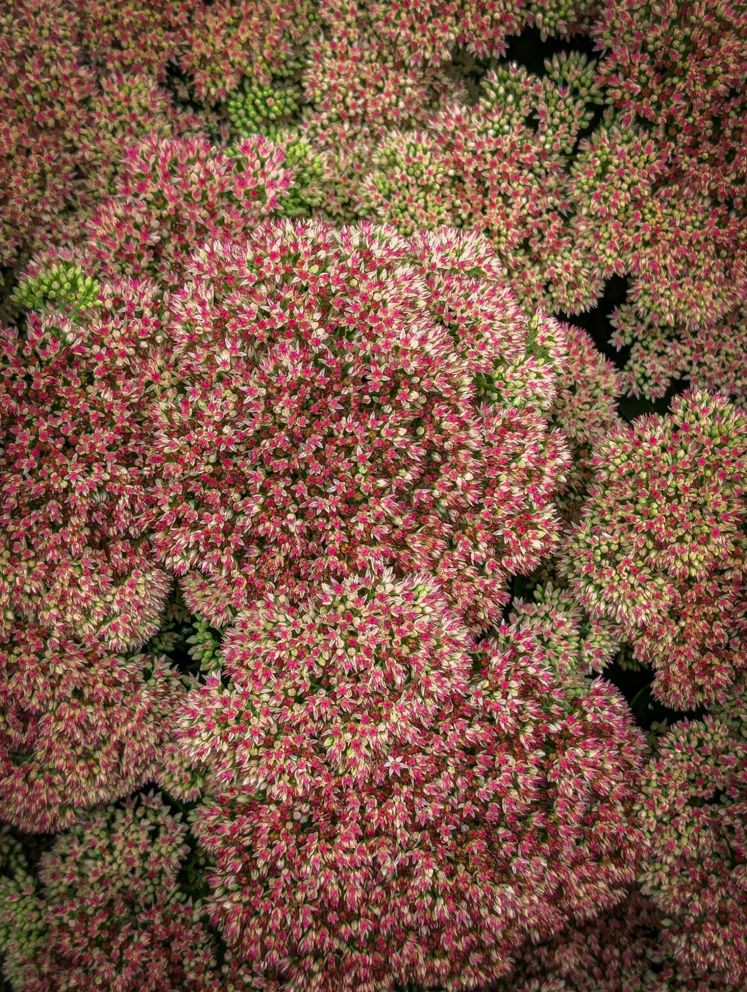 Sedum
