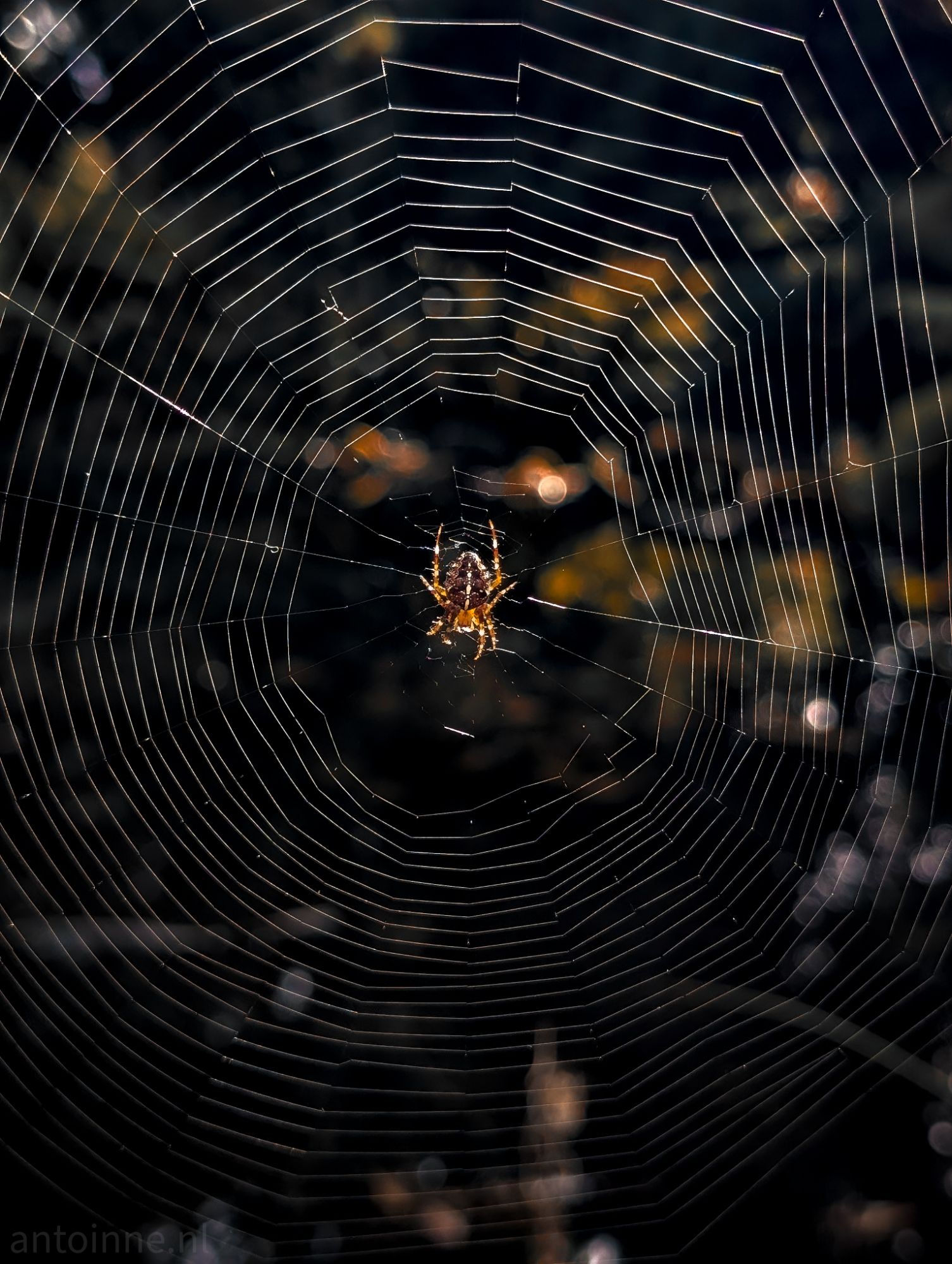 Web