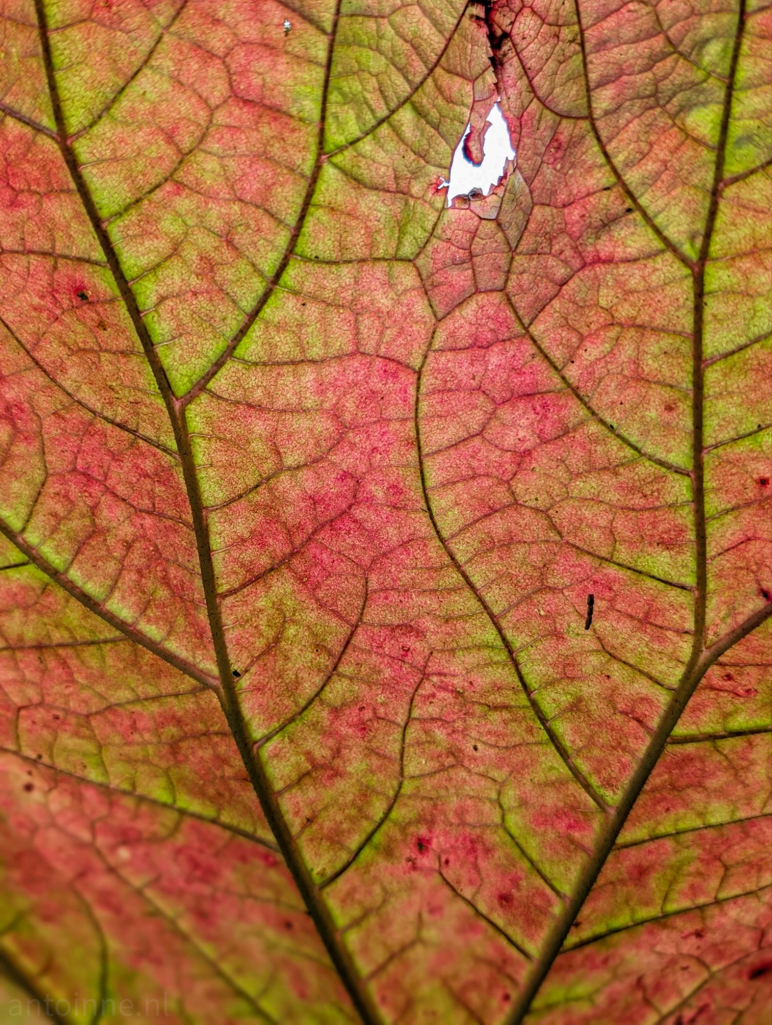 Colors