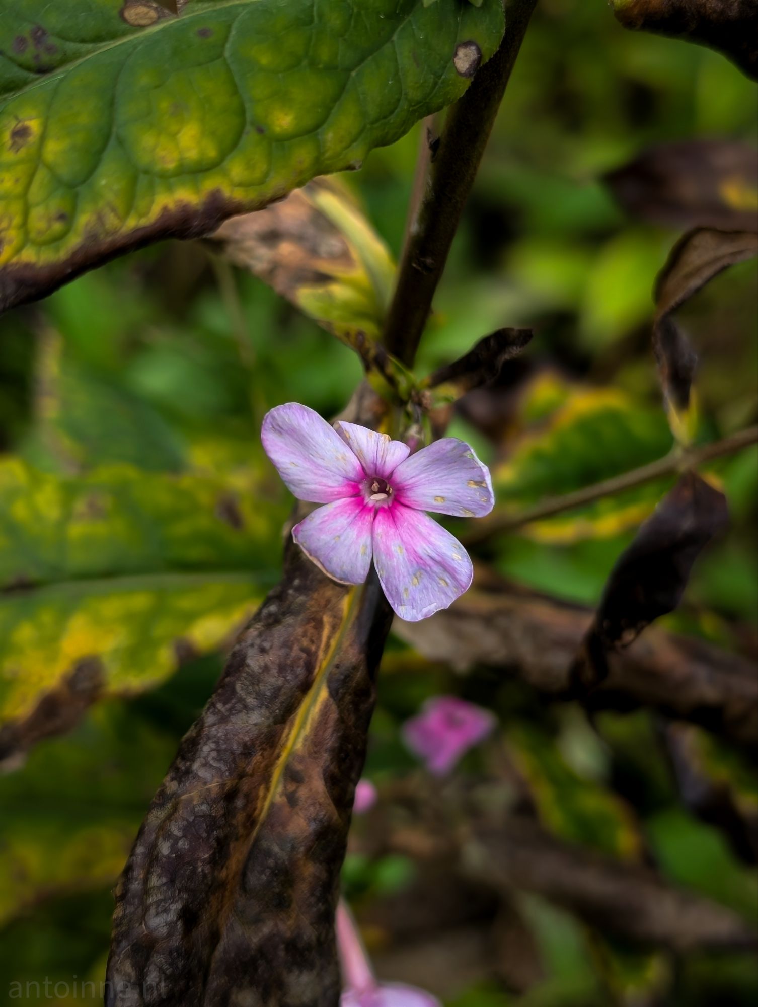 Pink and Purple