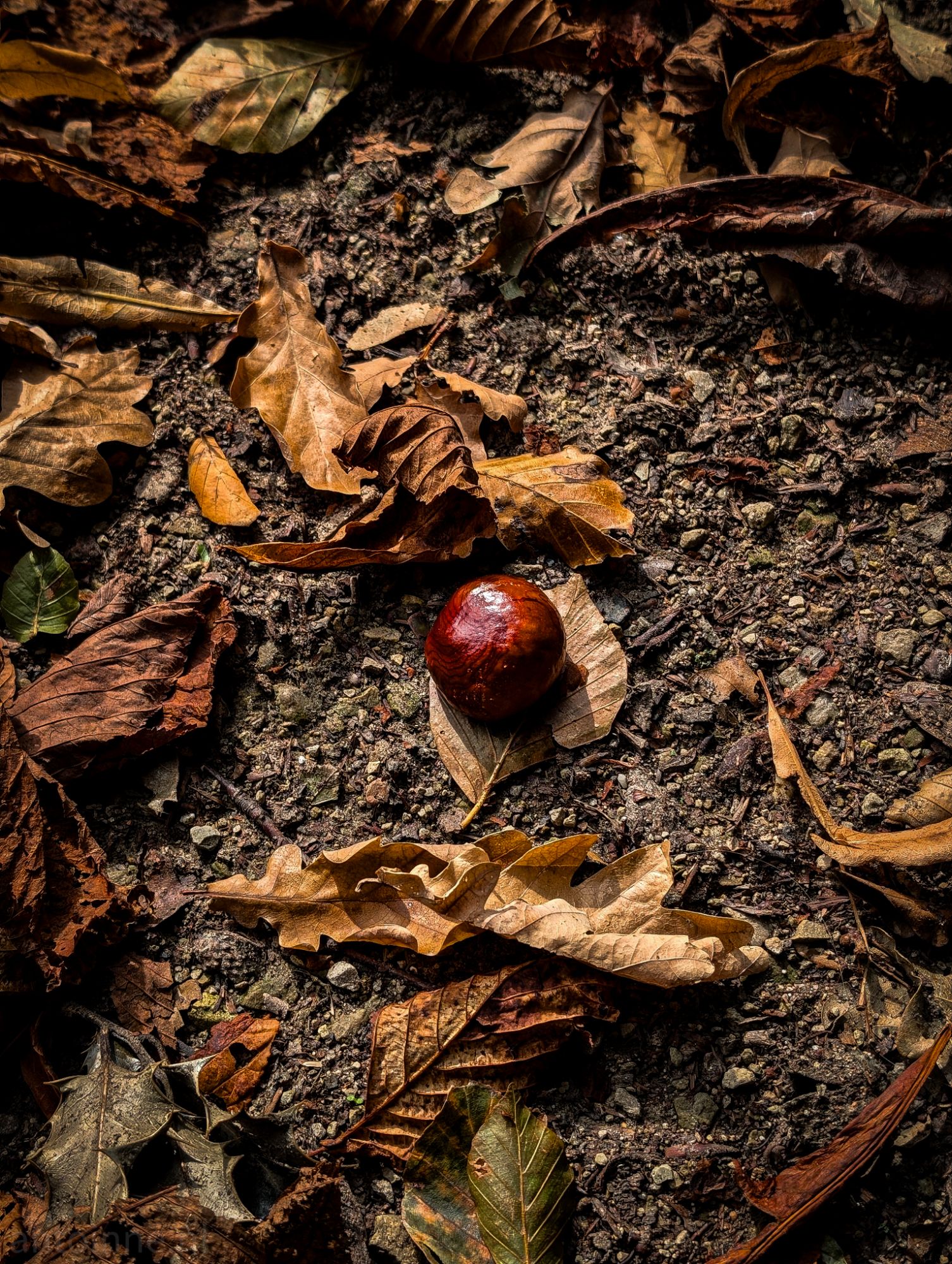 Forest floor