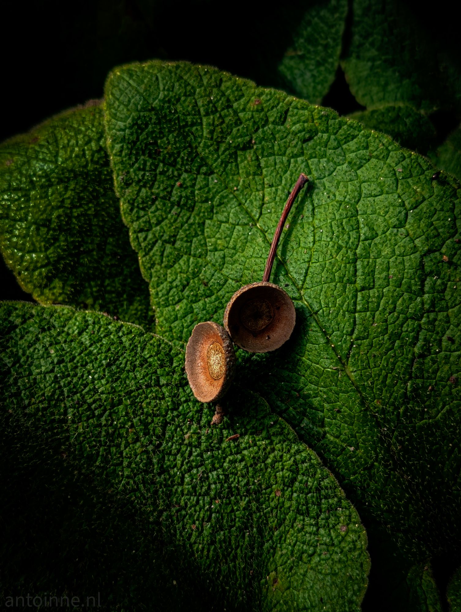 Acorn Caps