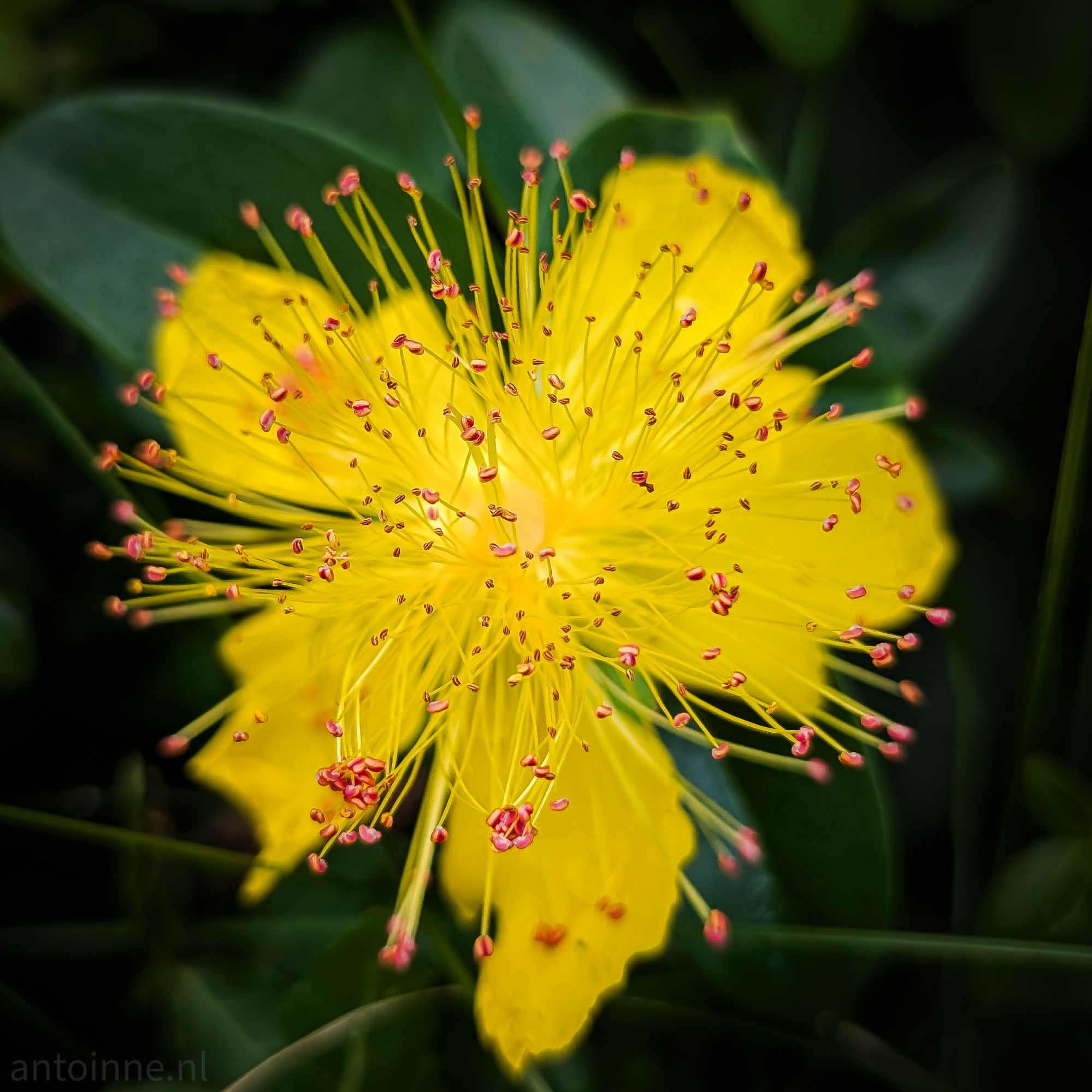 Bright Yellow