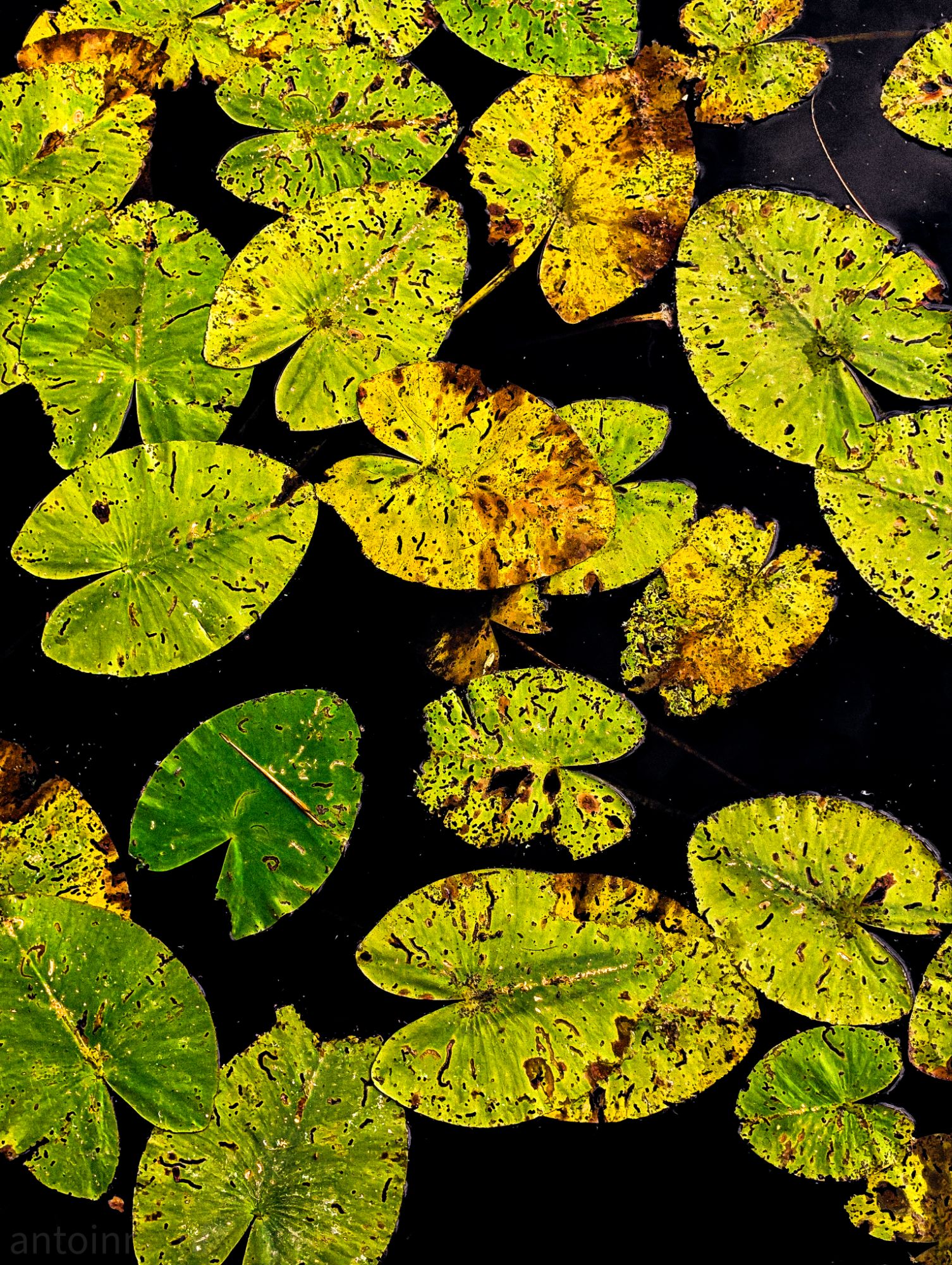 Lily pads