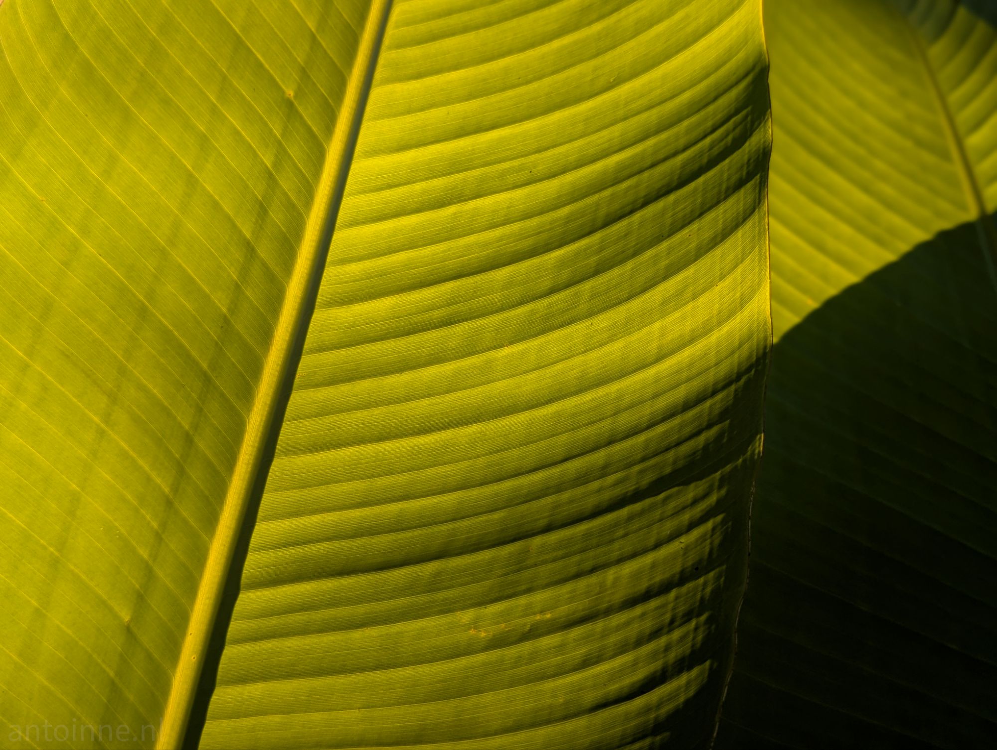 Tropical