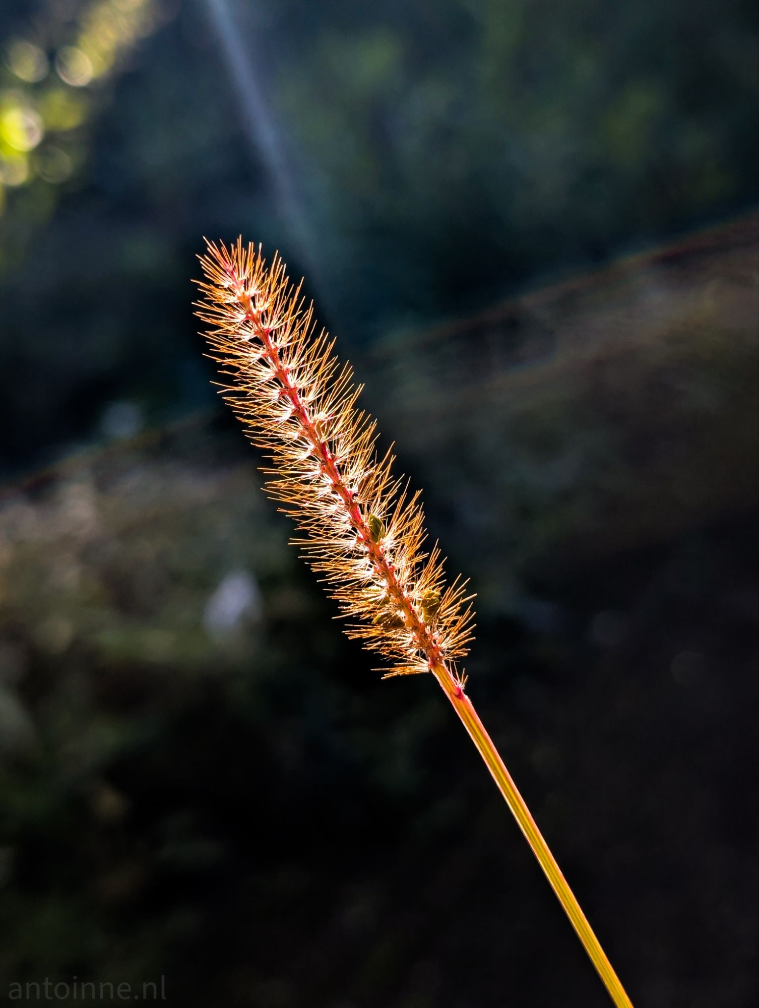 Grass