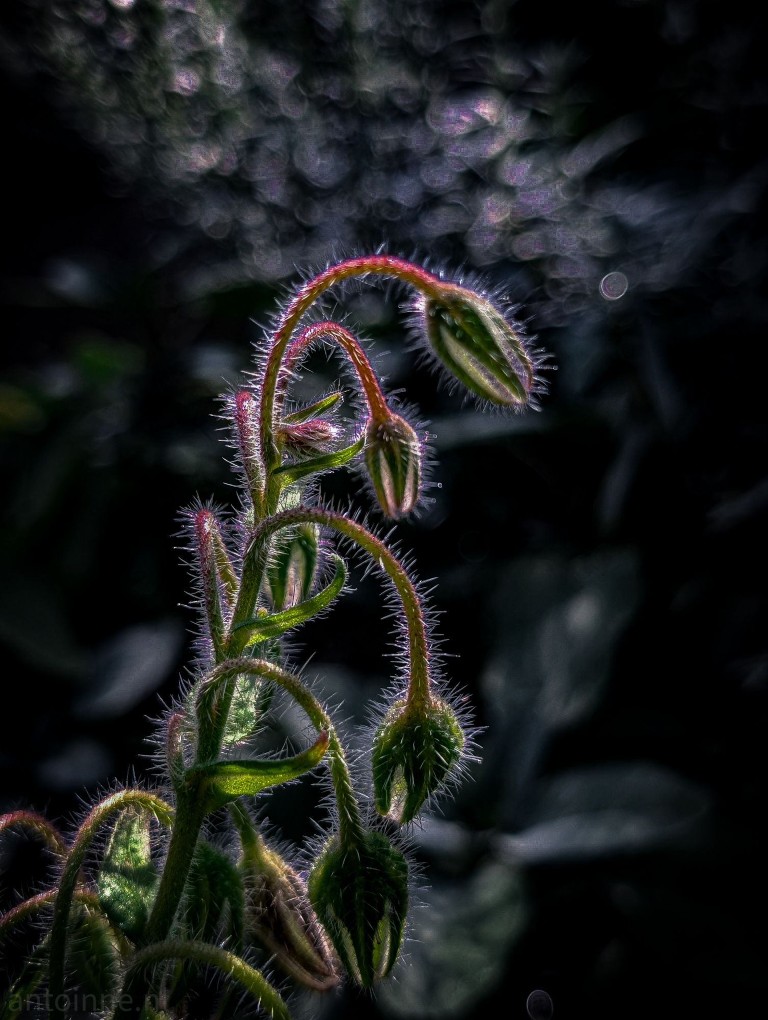 The Day of the Triffids