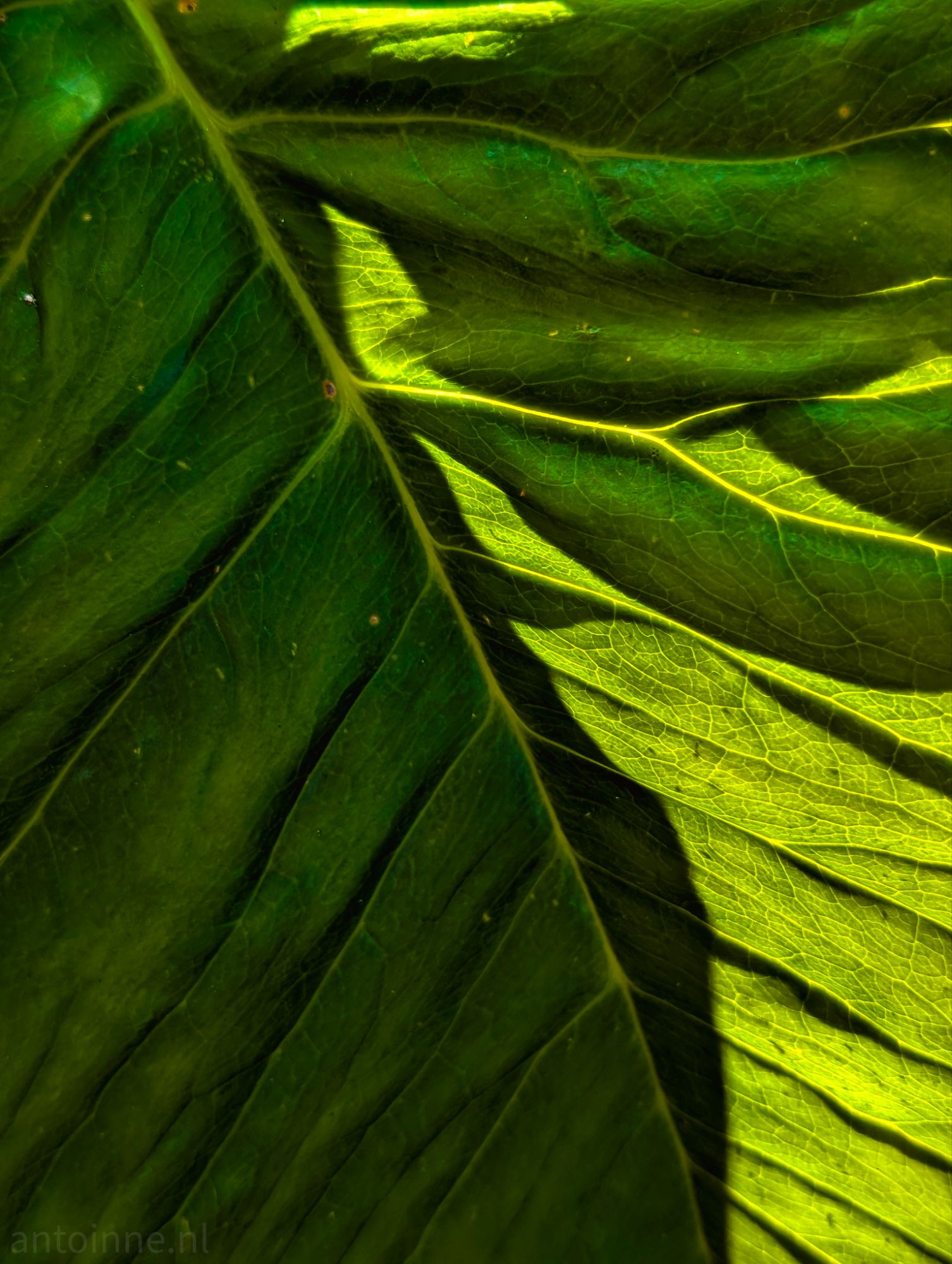 Veins
