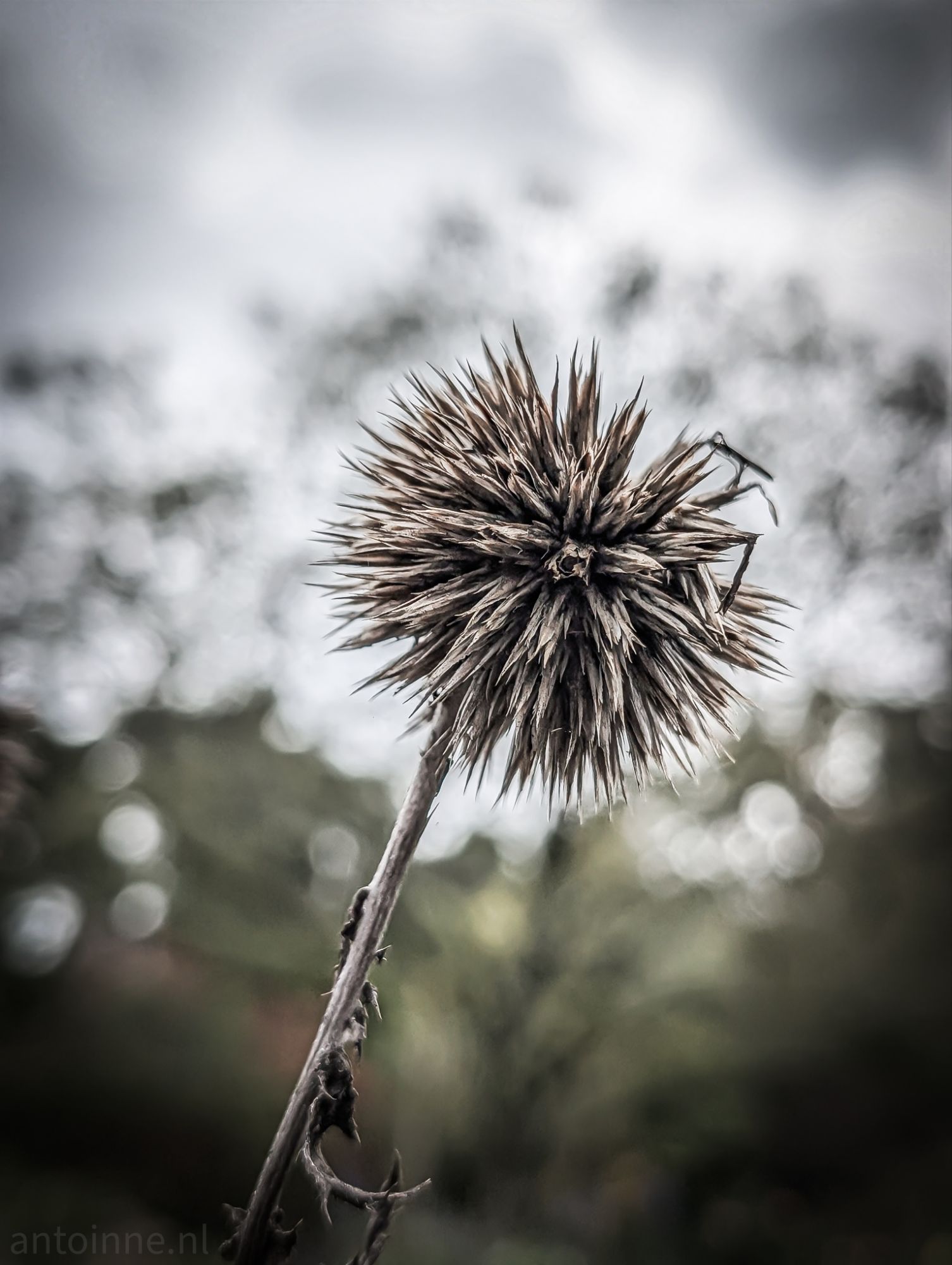 Echinops