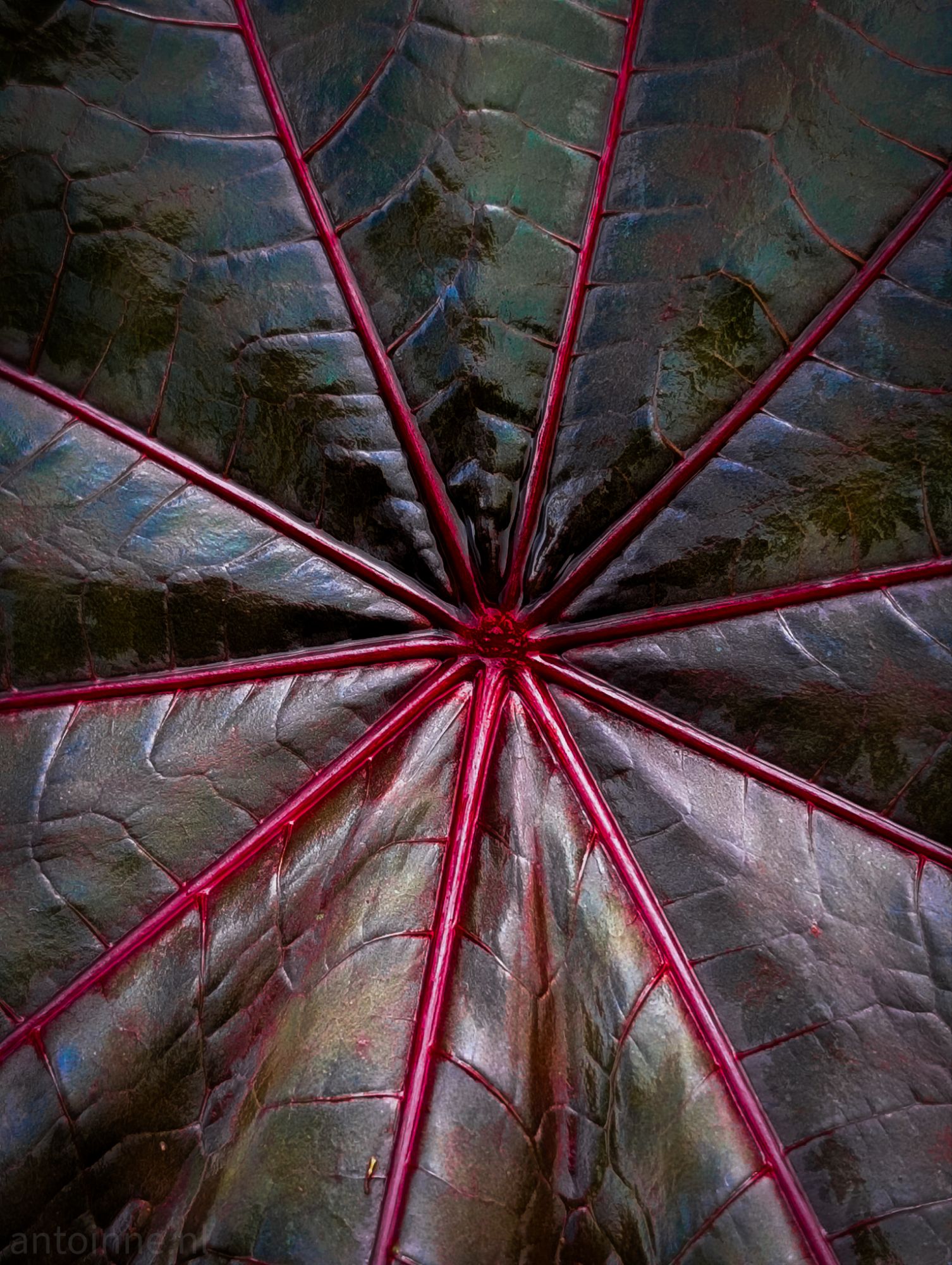 Center