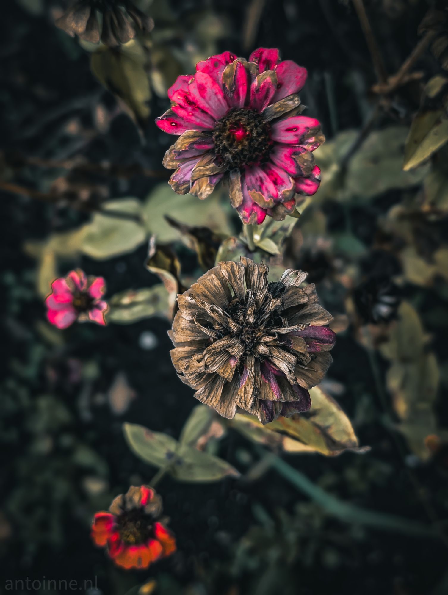 Decay