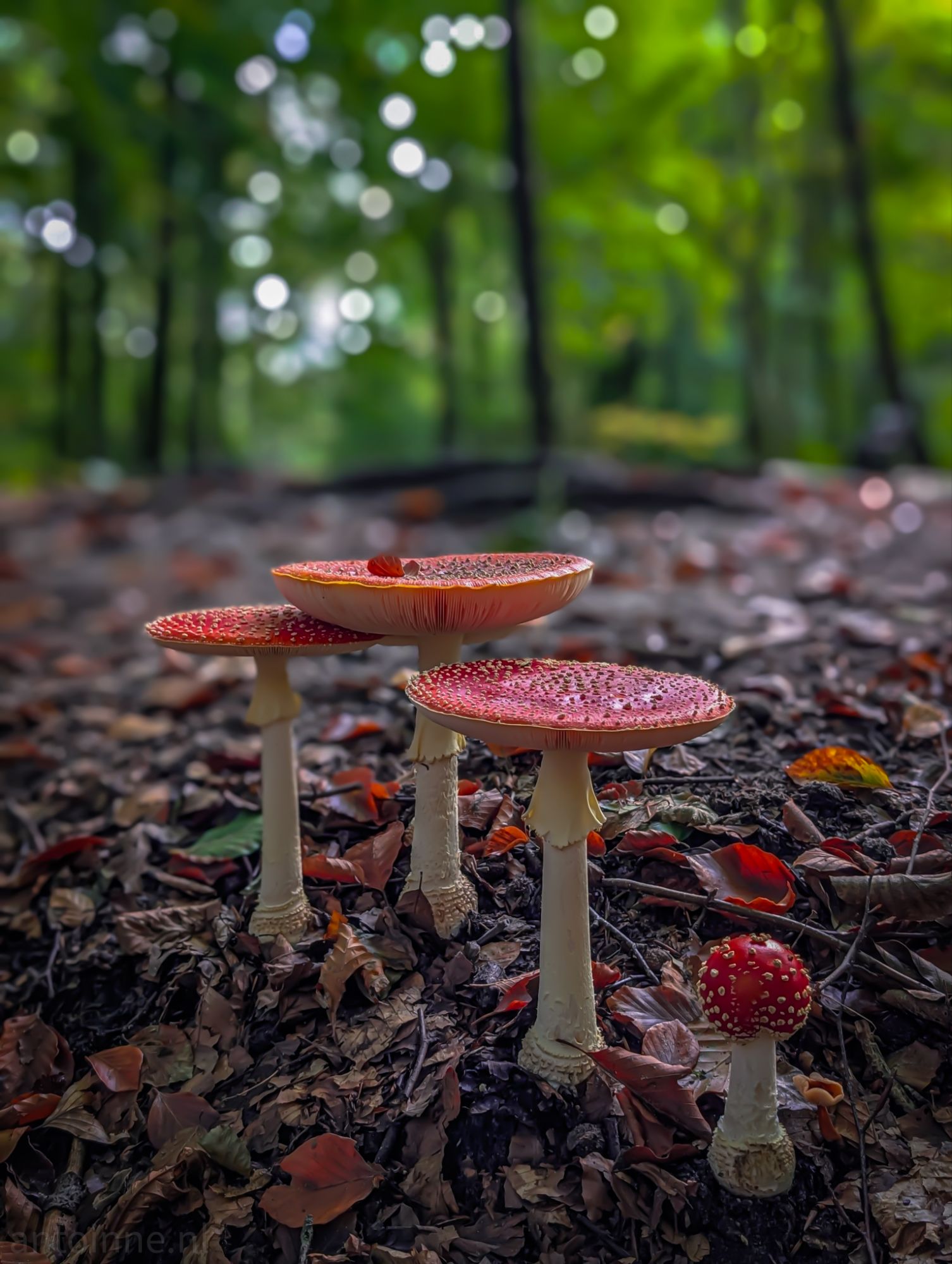 Rood met witte stippen