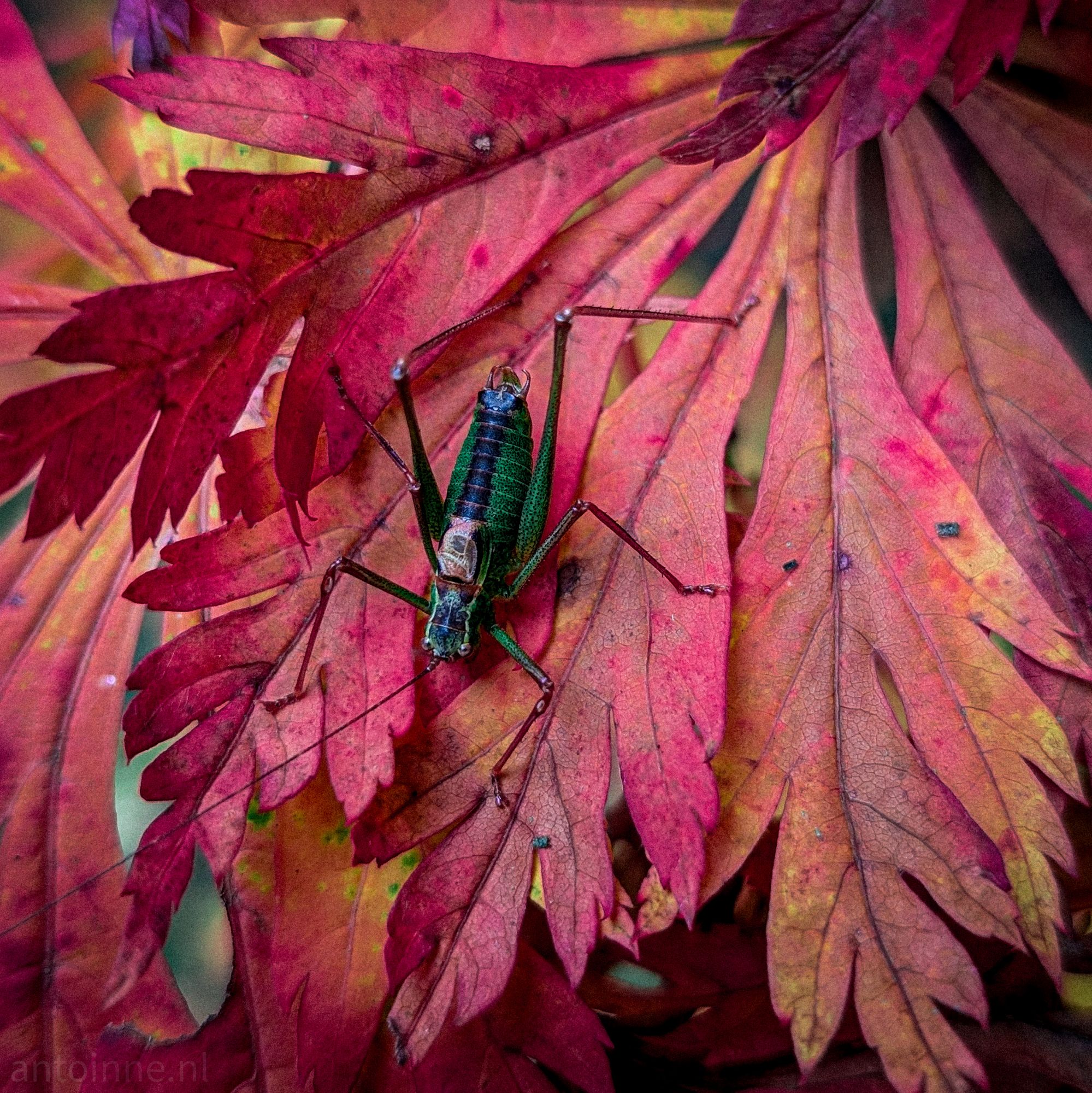 Speckled bush-cricket