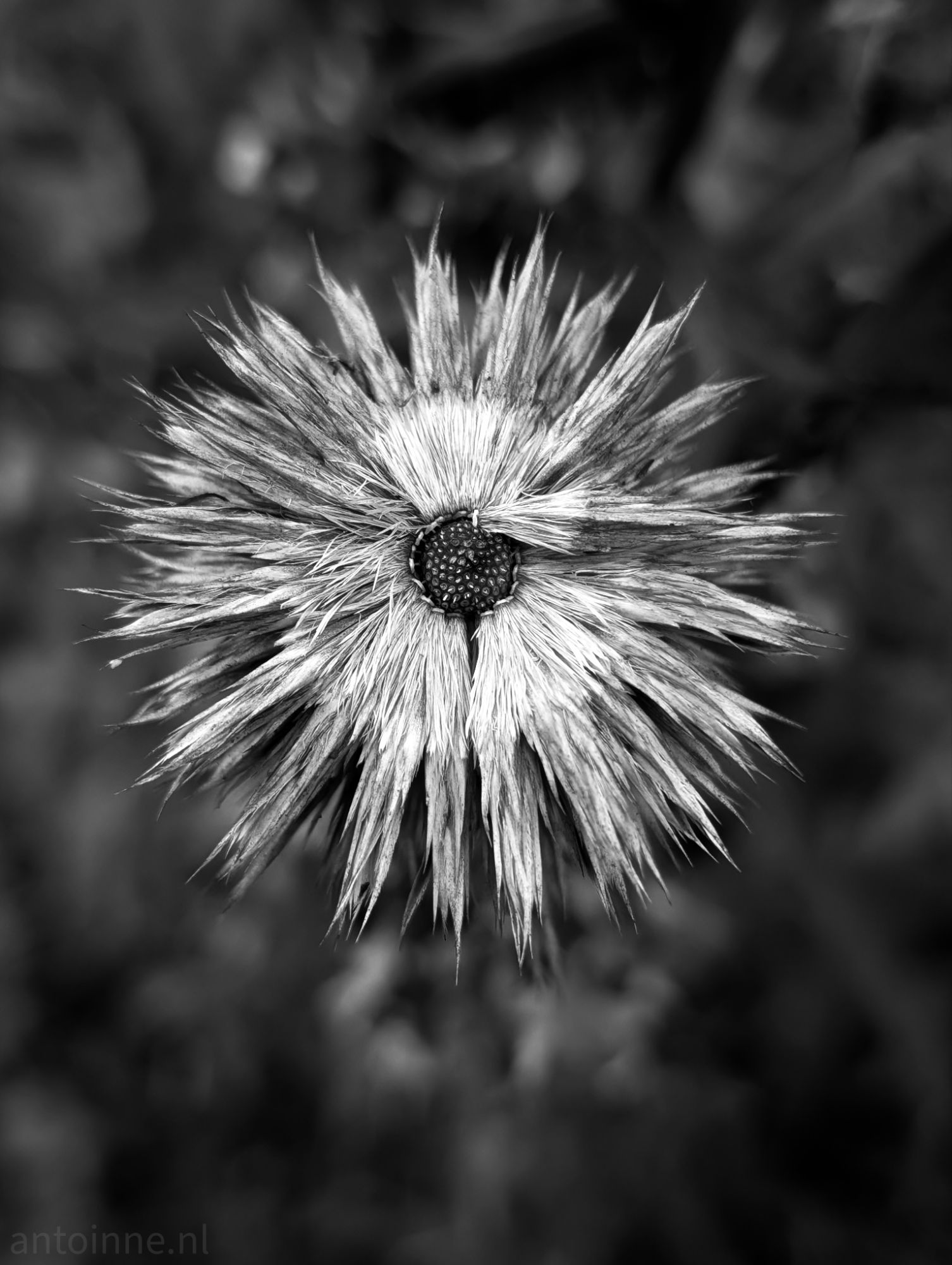 Flower head