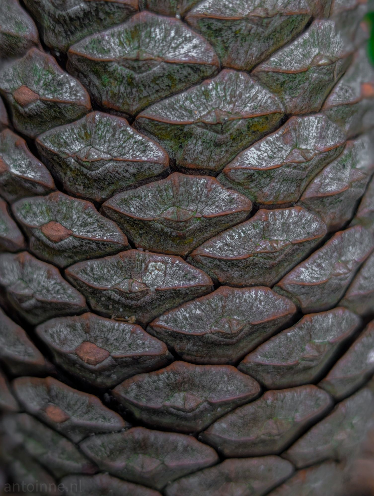 Scales