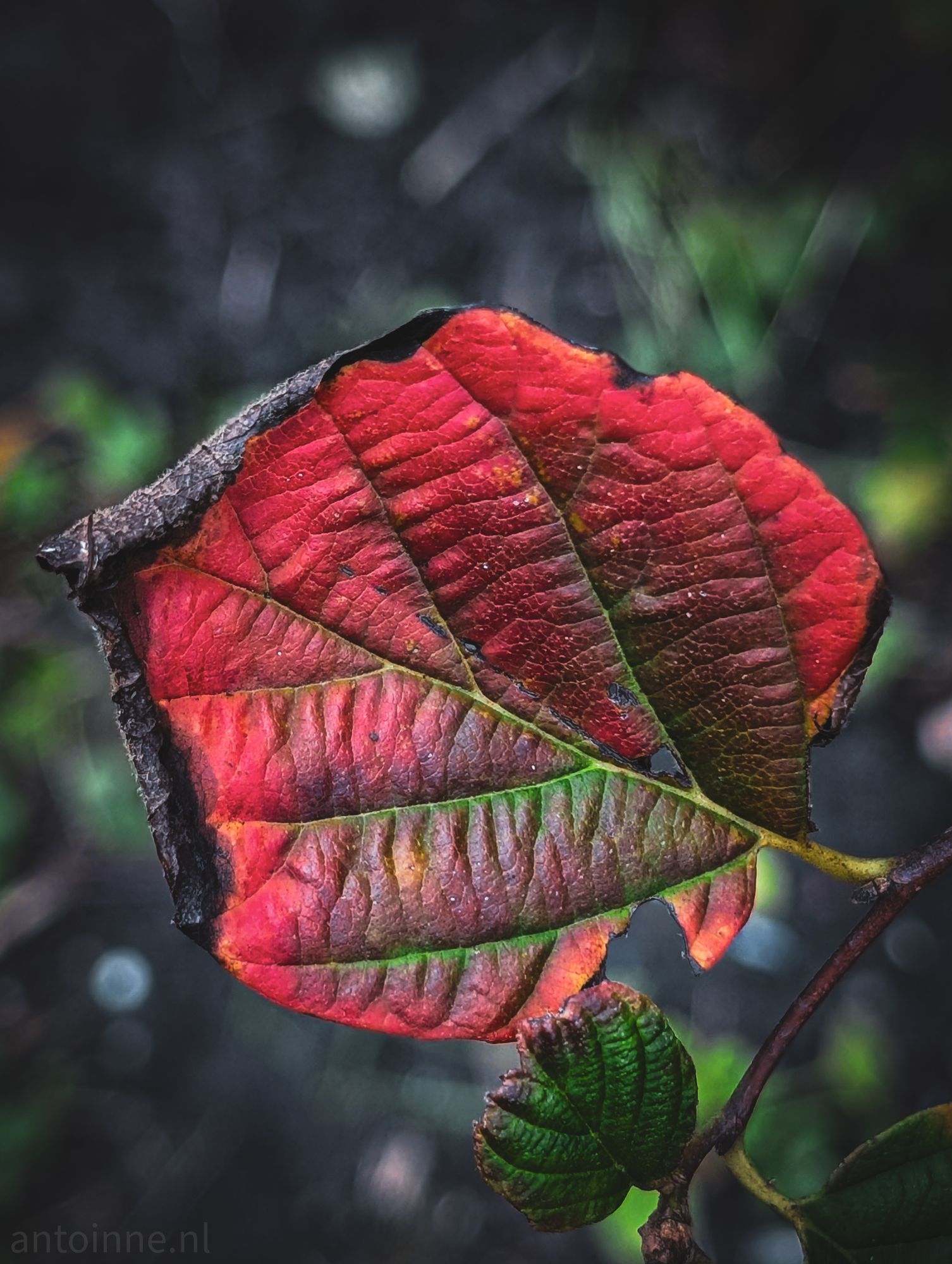 Rouge