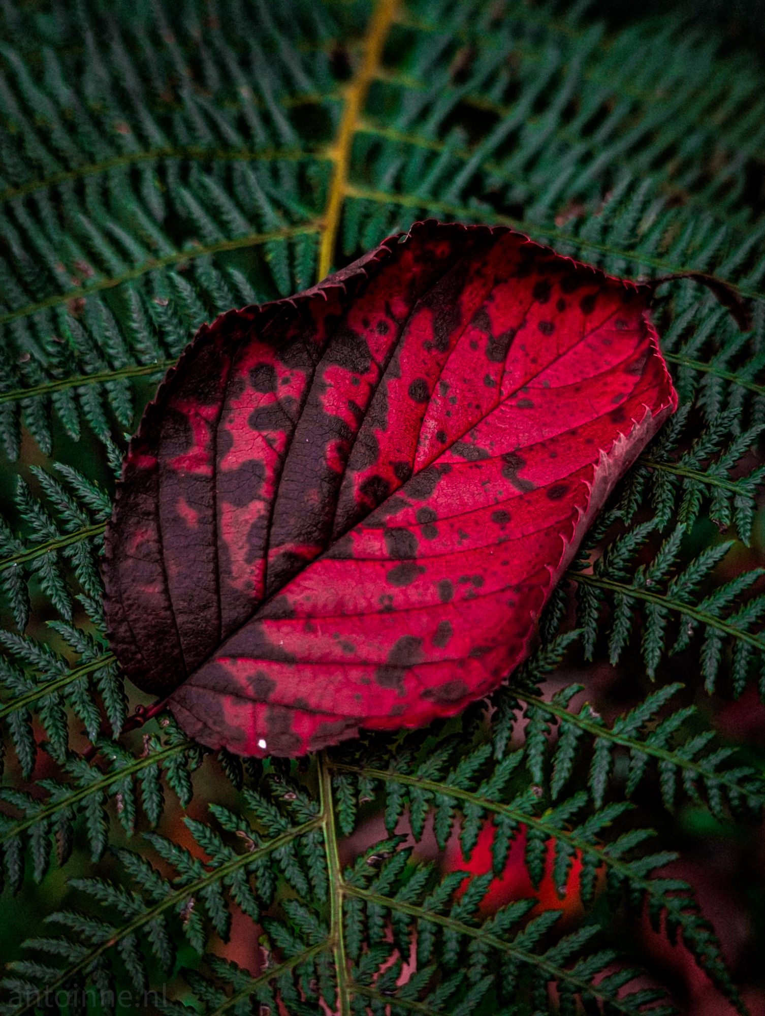 Red on Green