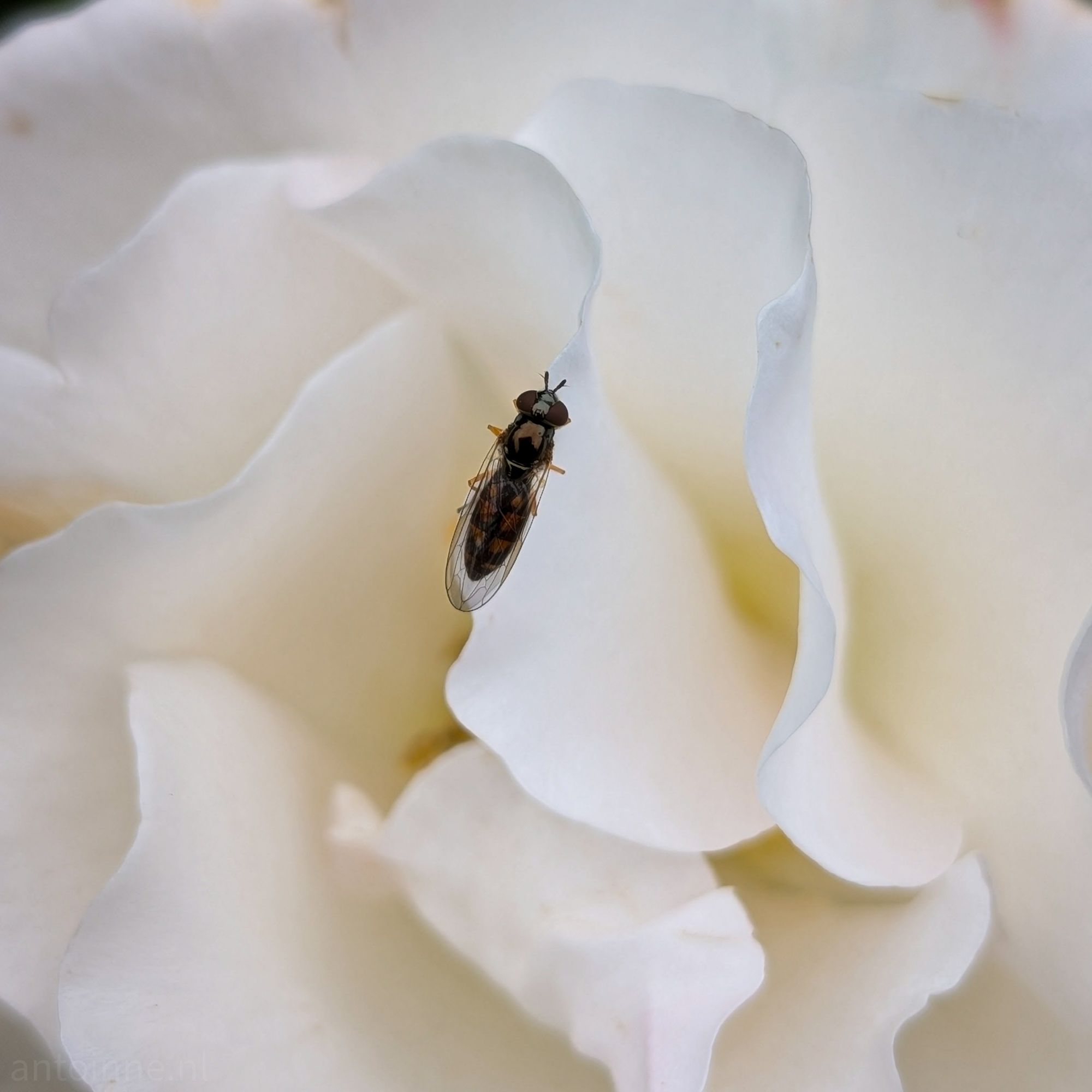 Melanostoma mellinum II