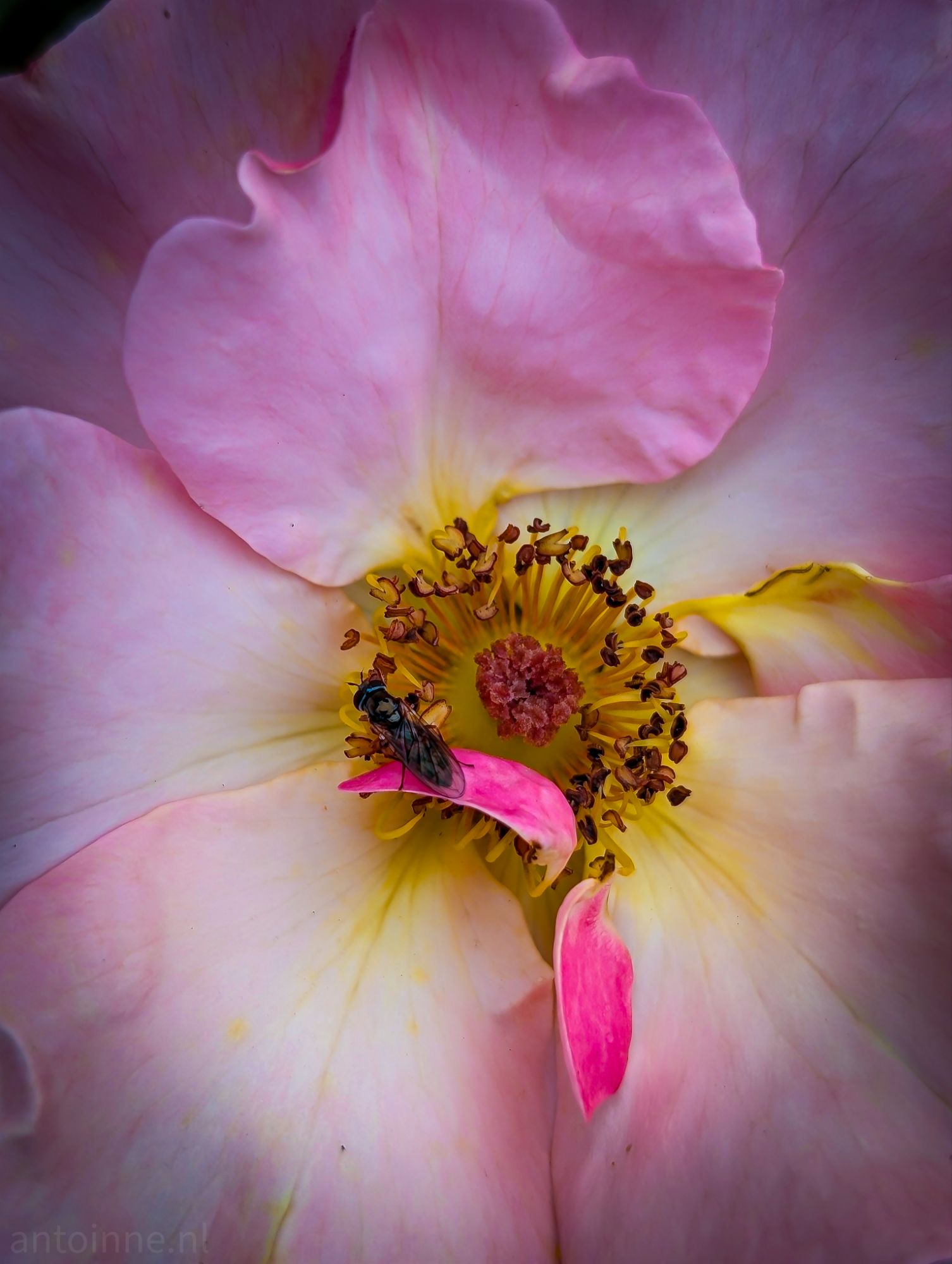 Melanostoma mellinum