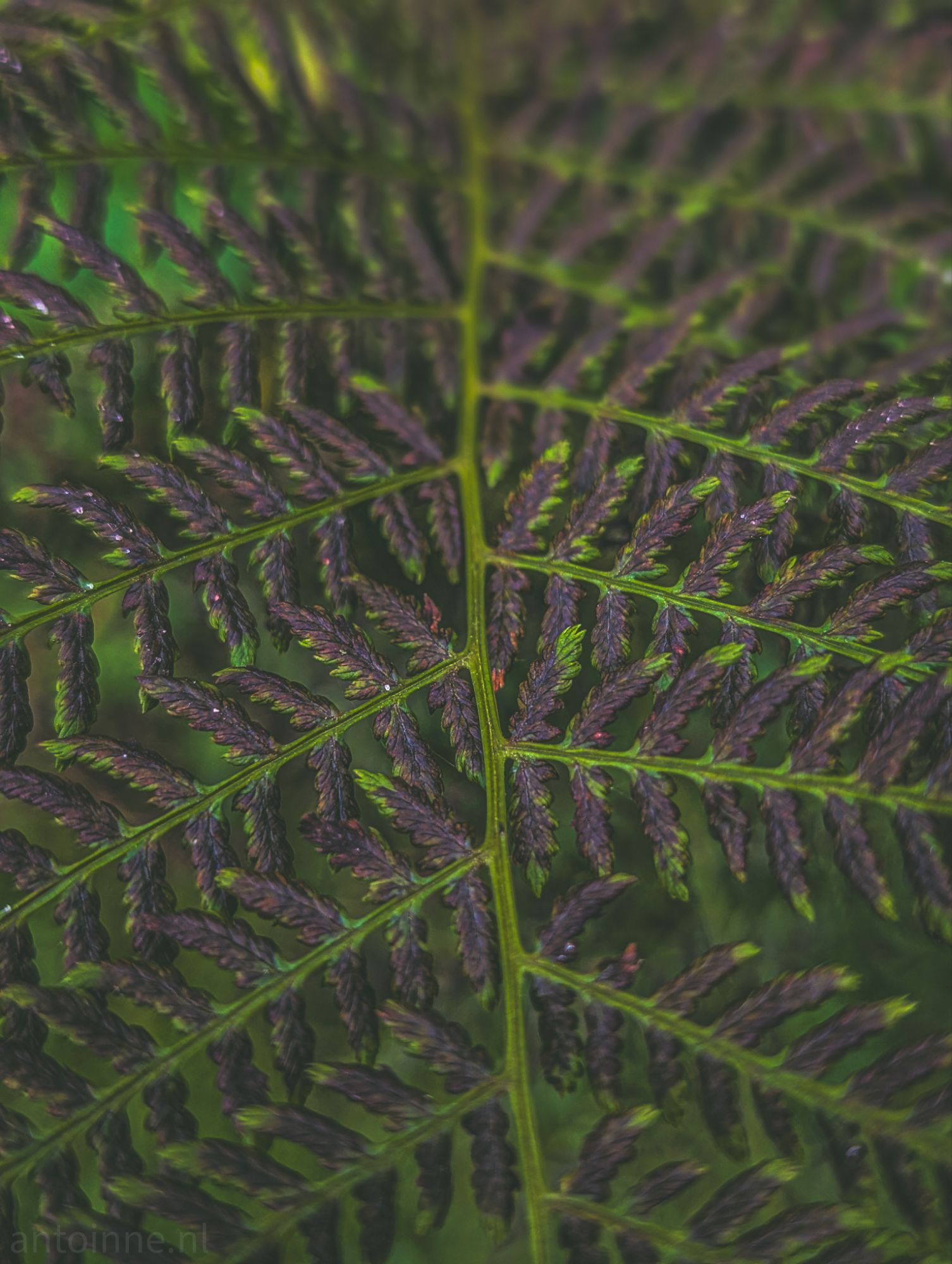 Fern