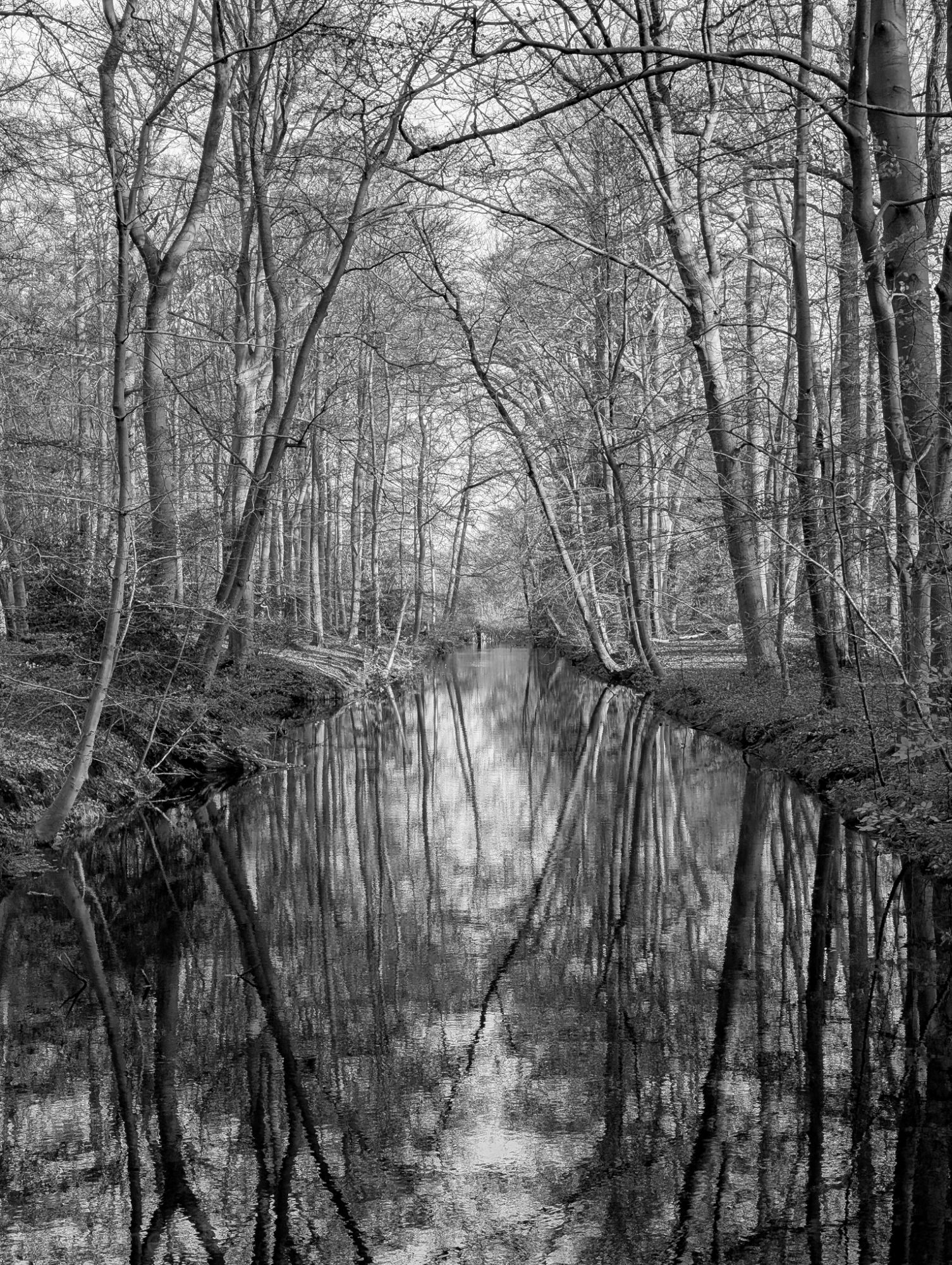 Forest reflections