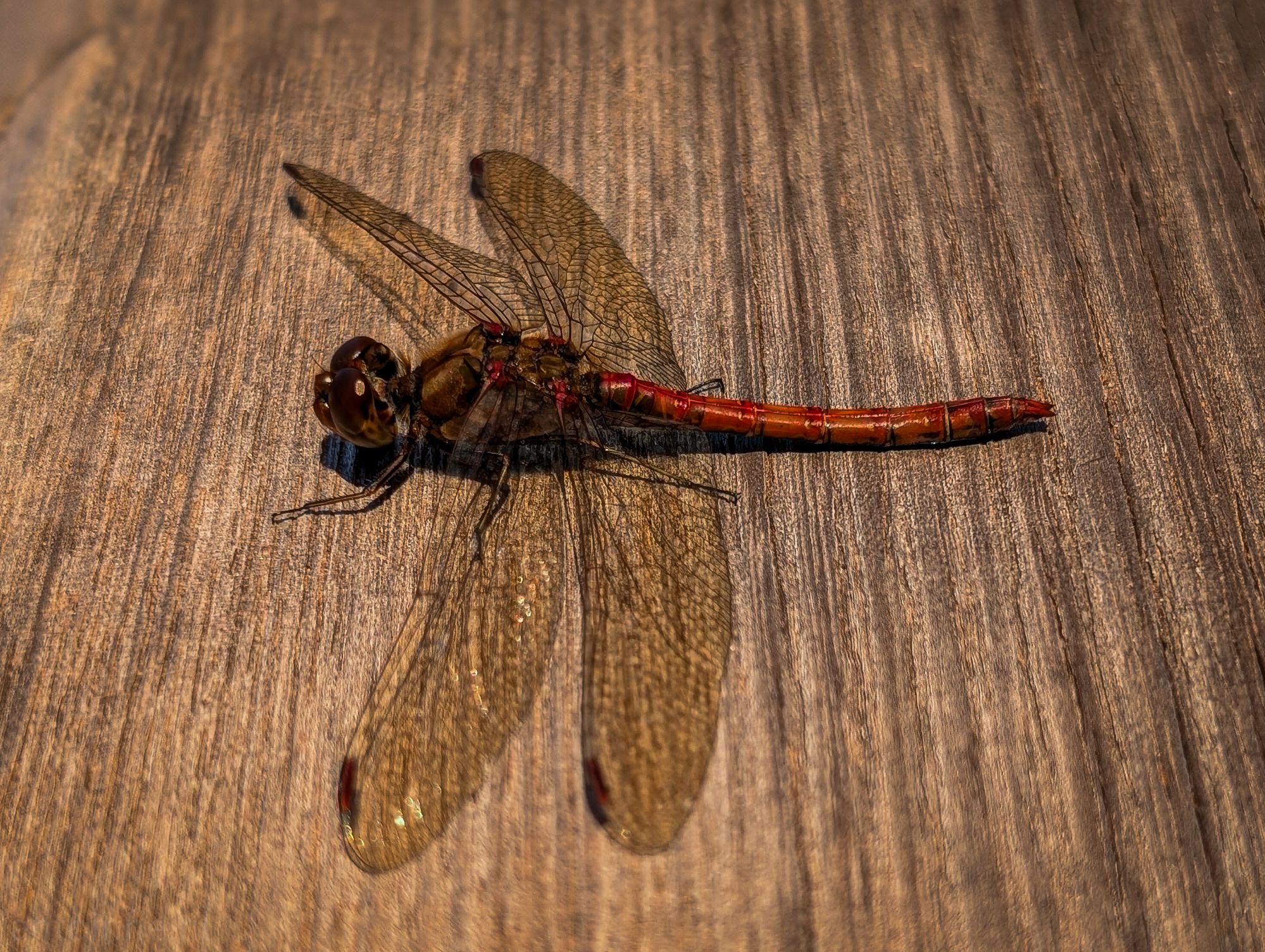 Common darter