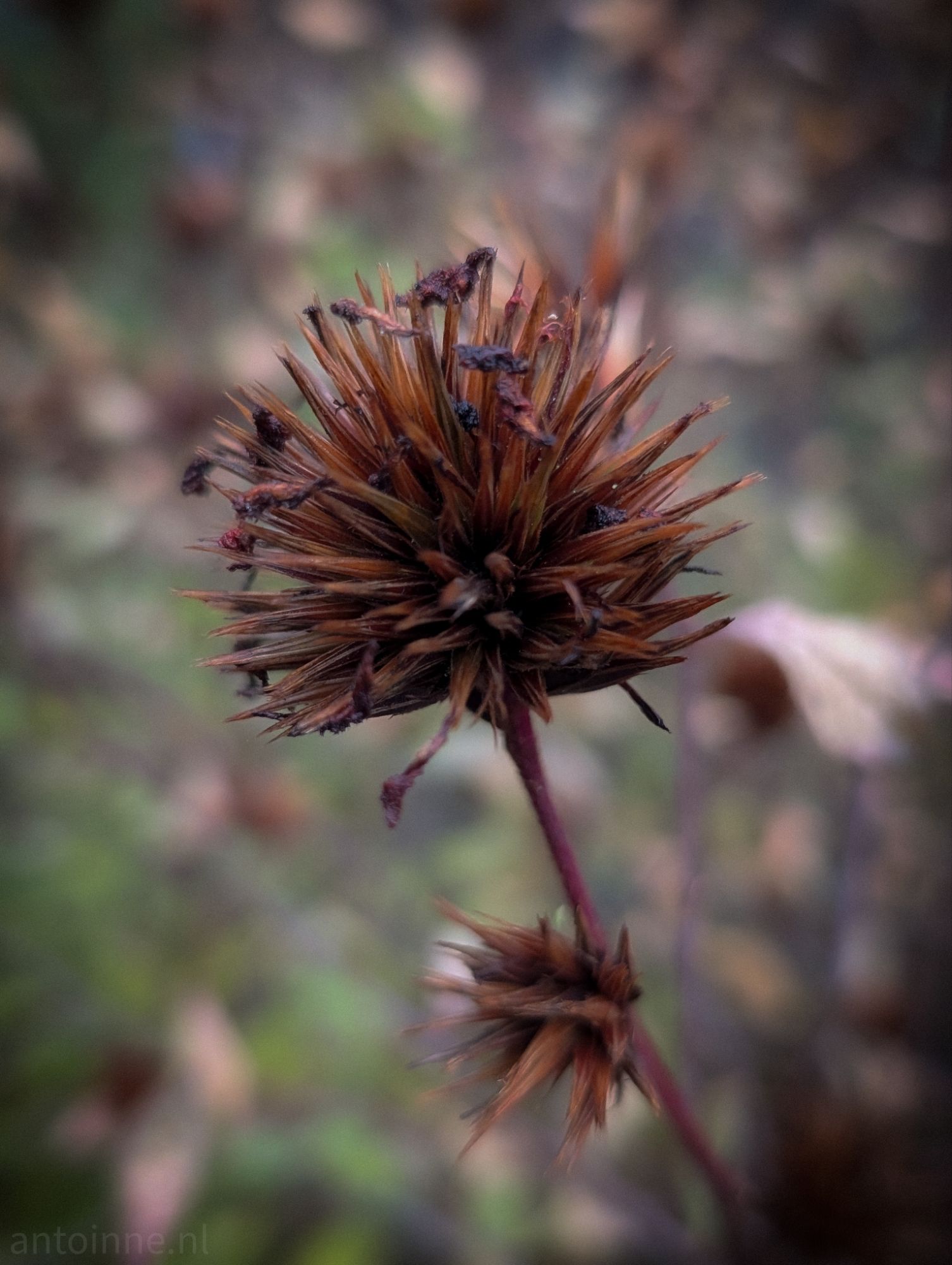 Spiky seed head