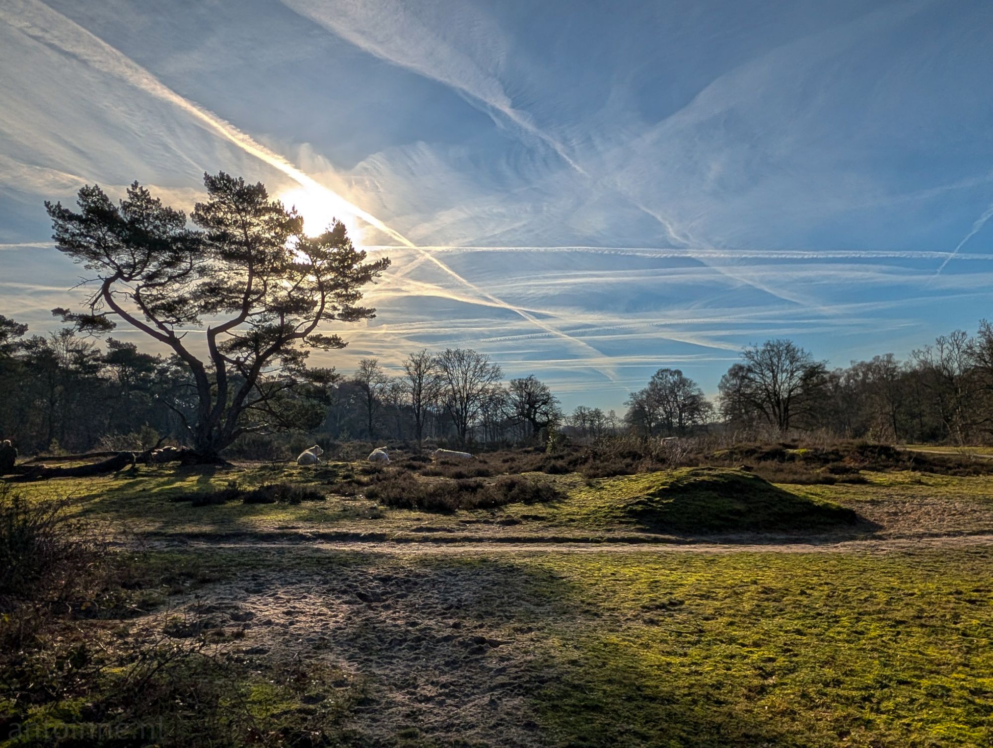 De Zonneheide