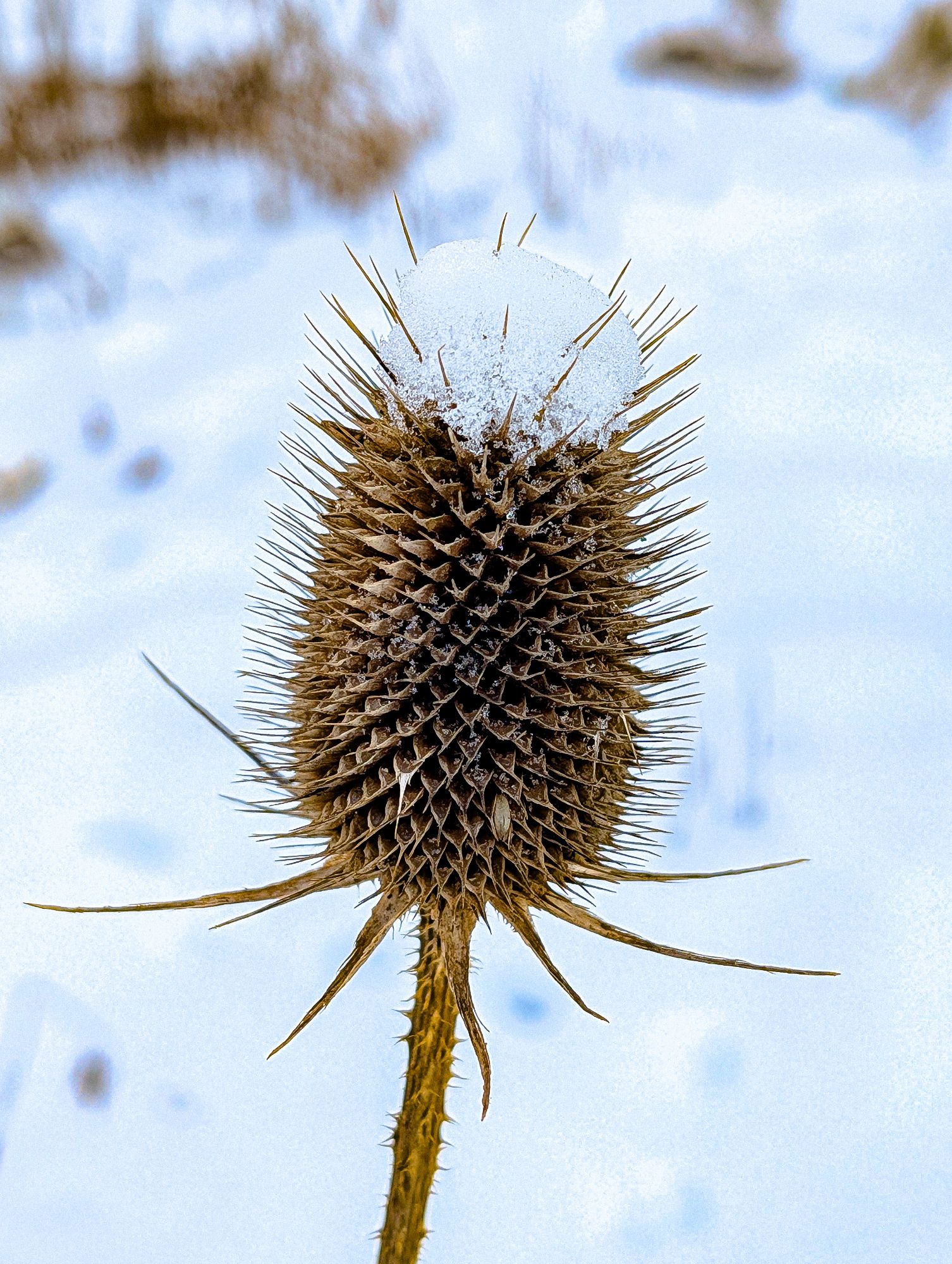 Common Teasel