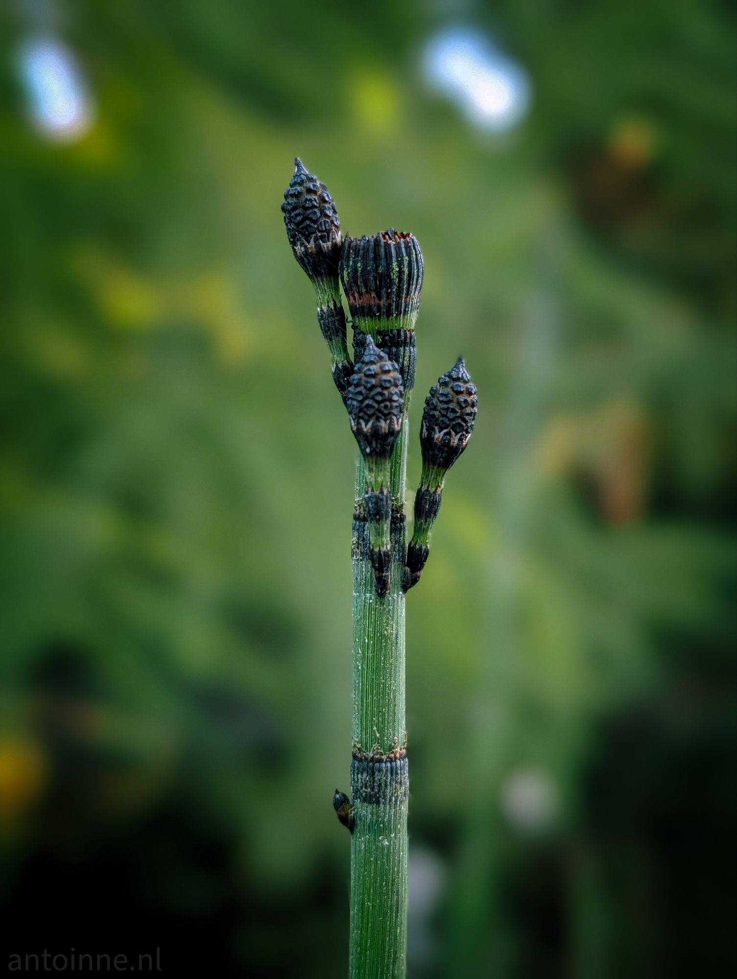 Horsetail