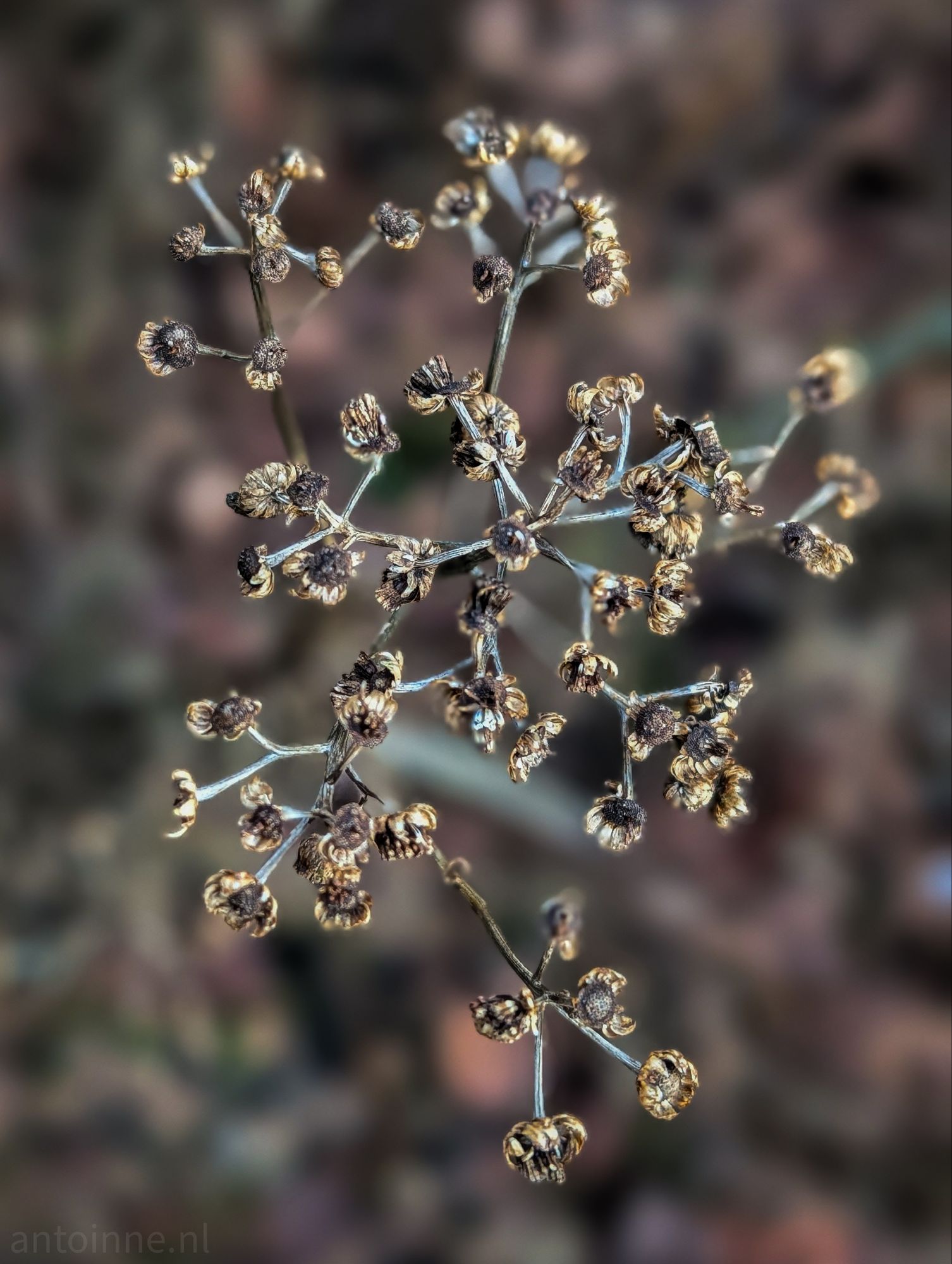 Dried umbel