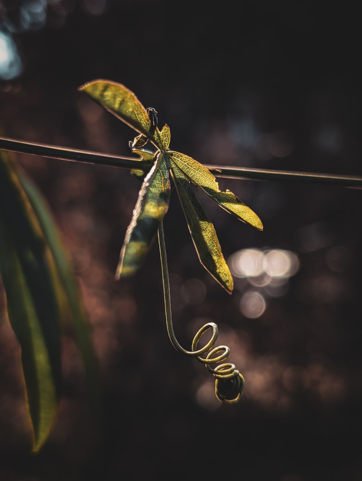 The Leaf and Tendril