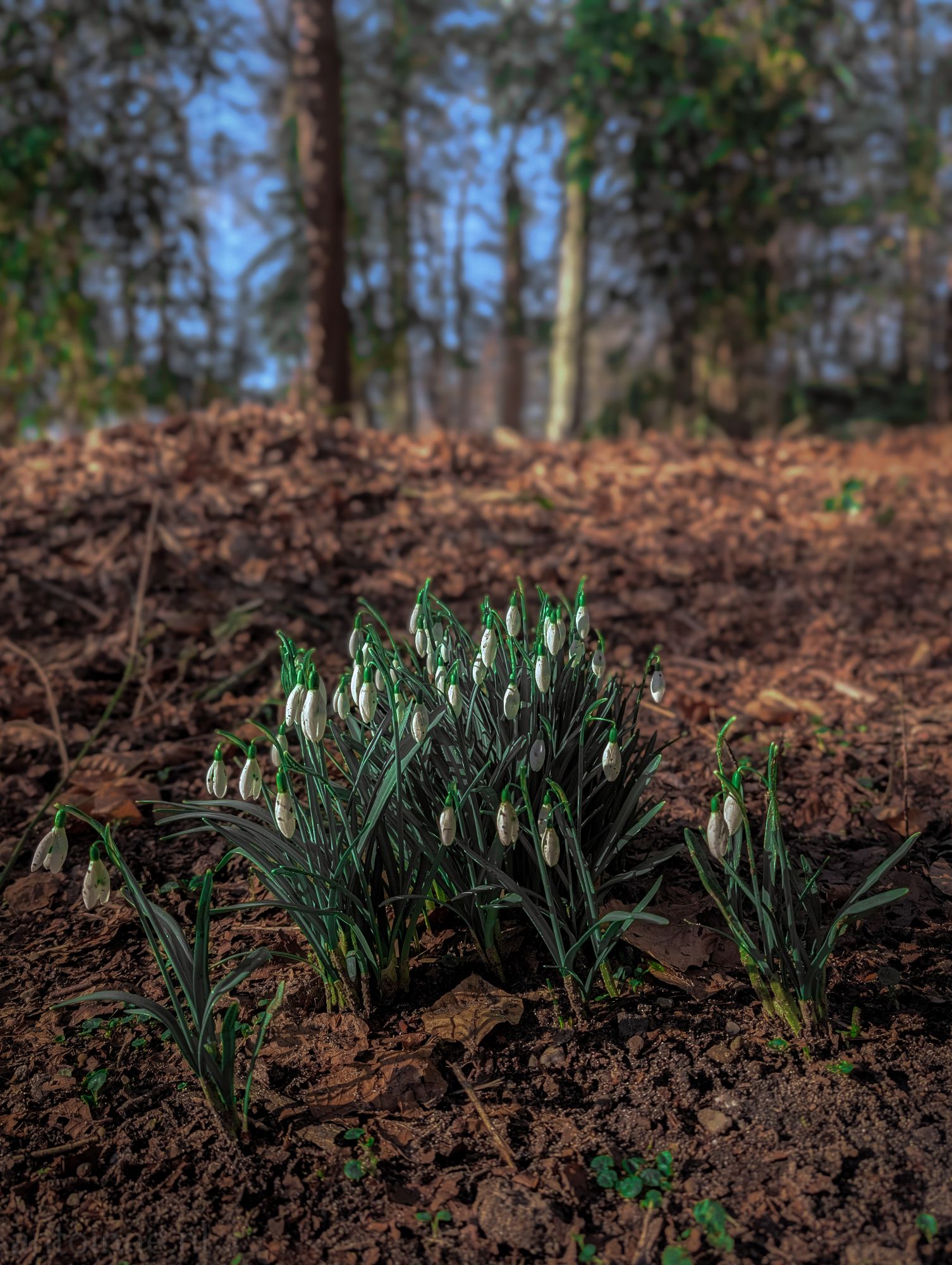 Snowdrops