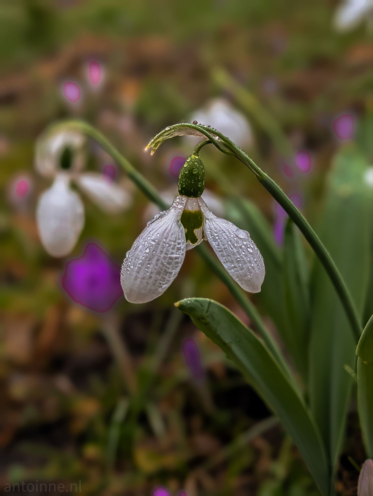 Snowdrop after rain