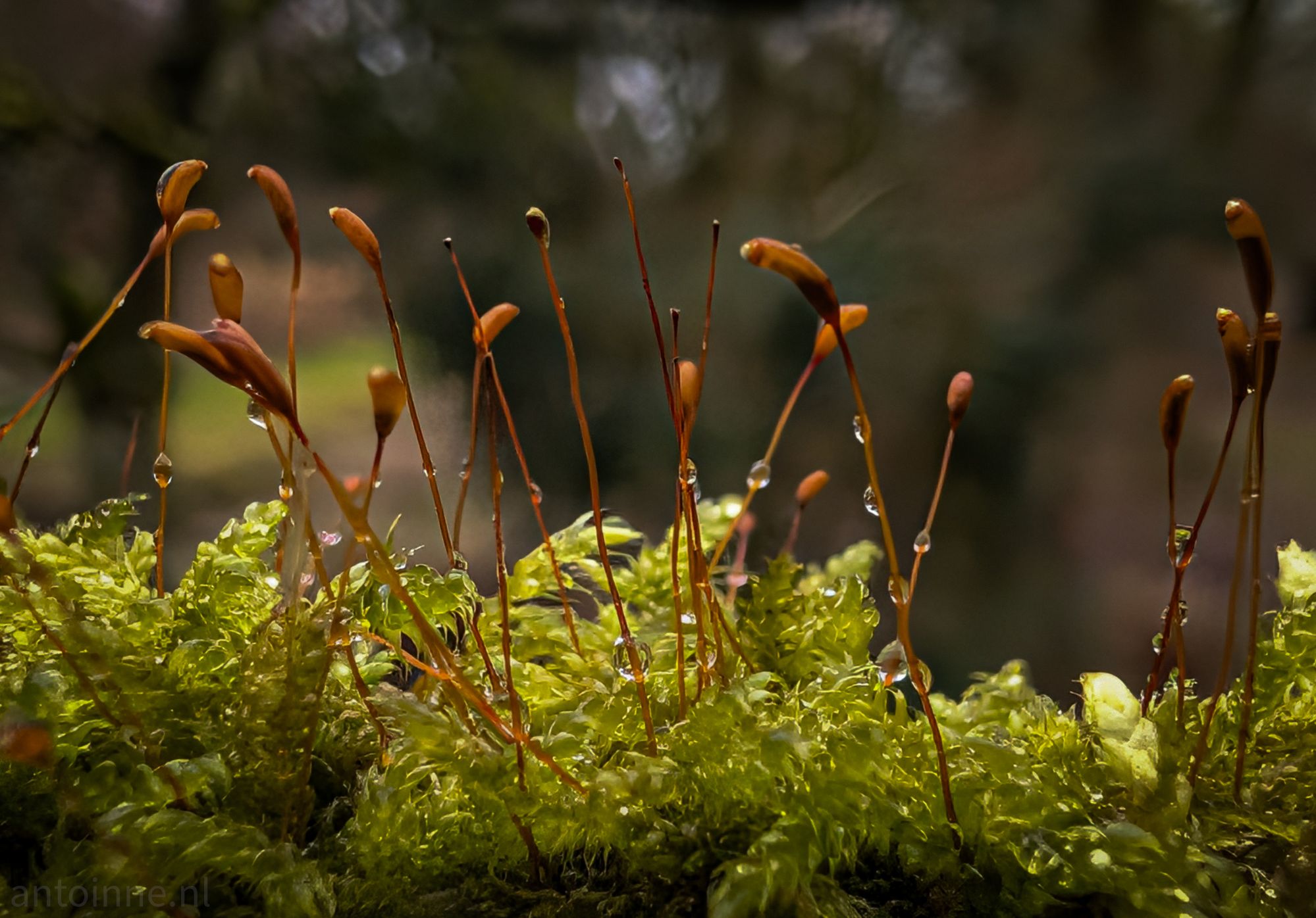 Sporophyte
