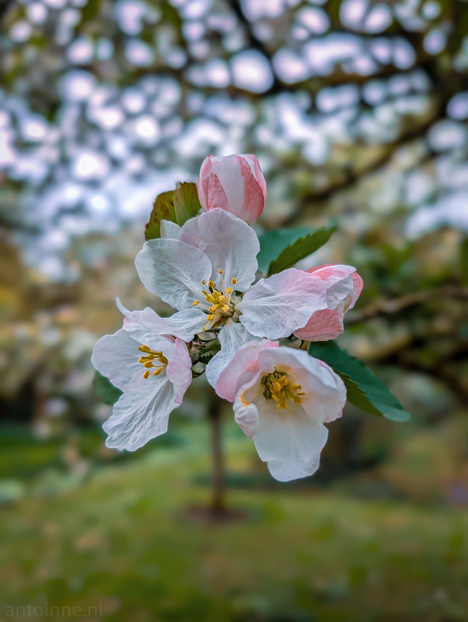 Apple blossom
