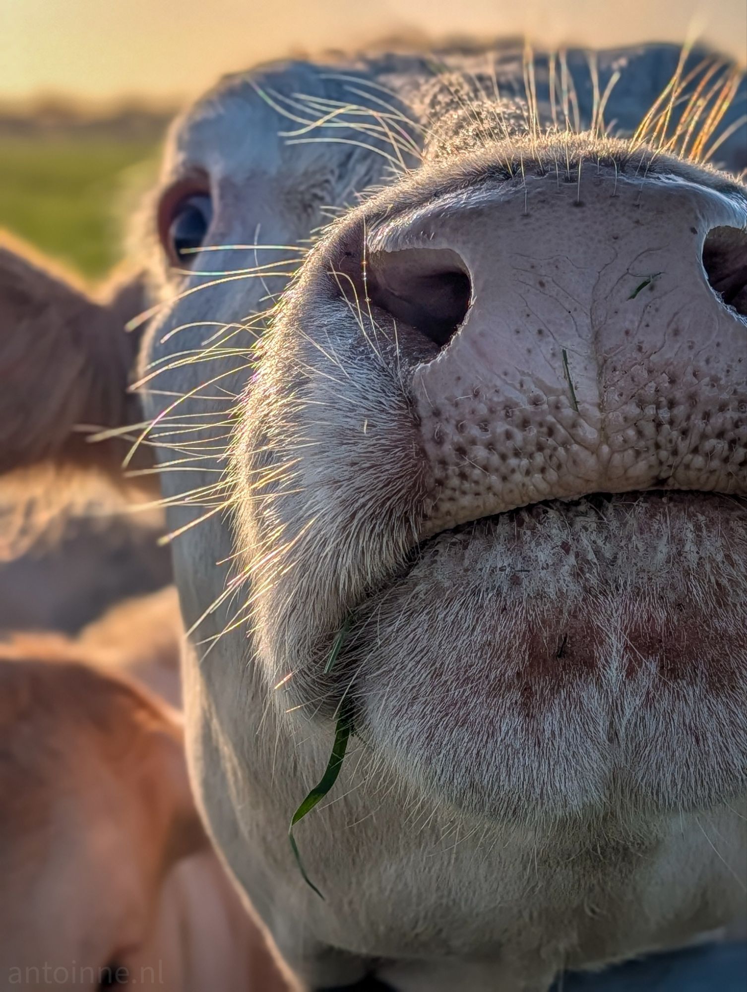 Curious Cow