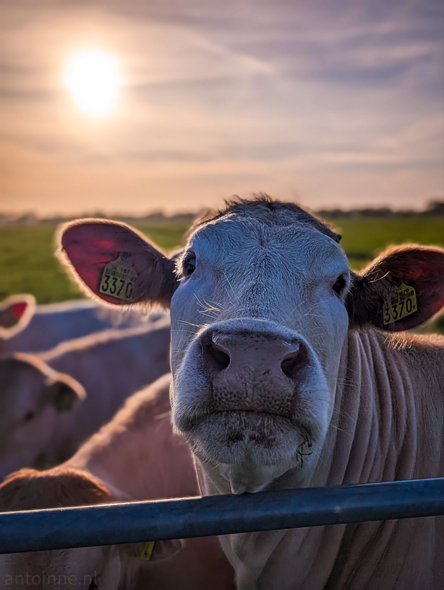 Moo