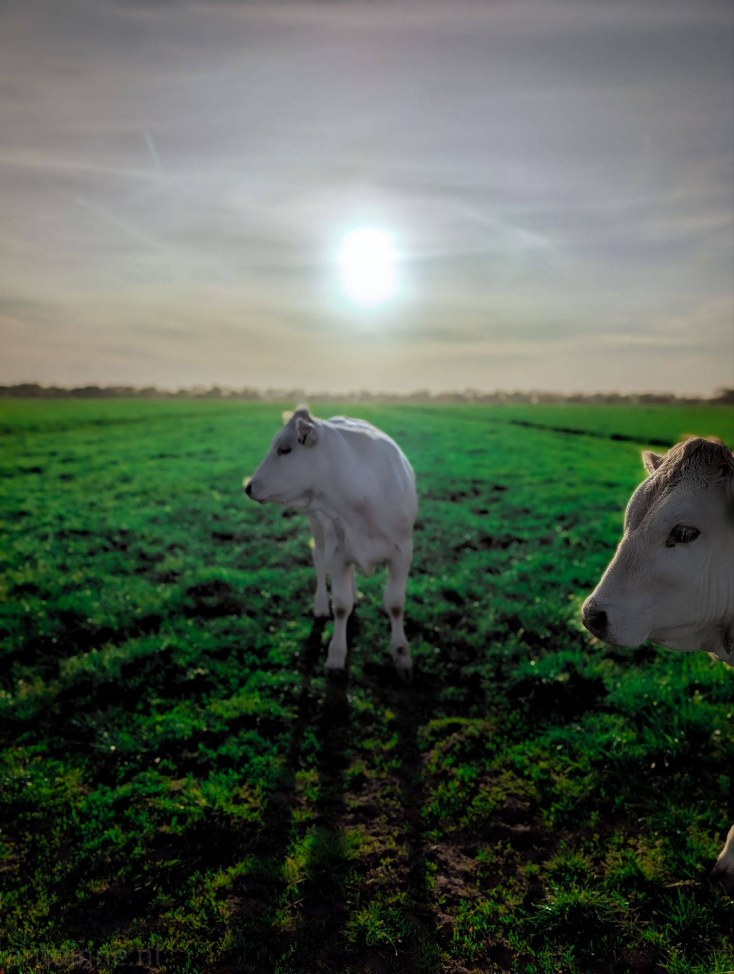 Cows