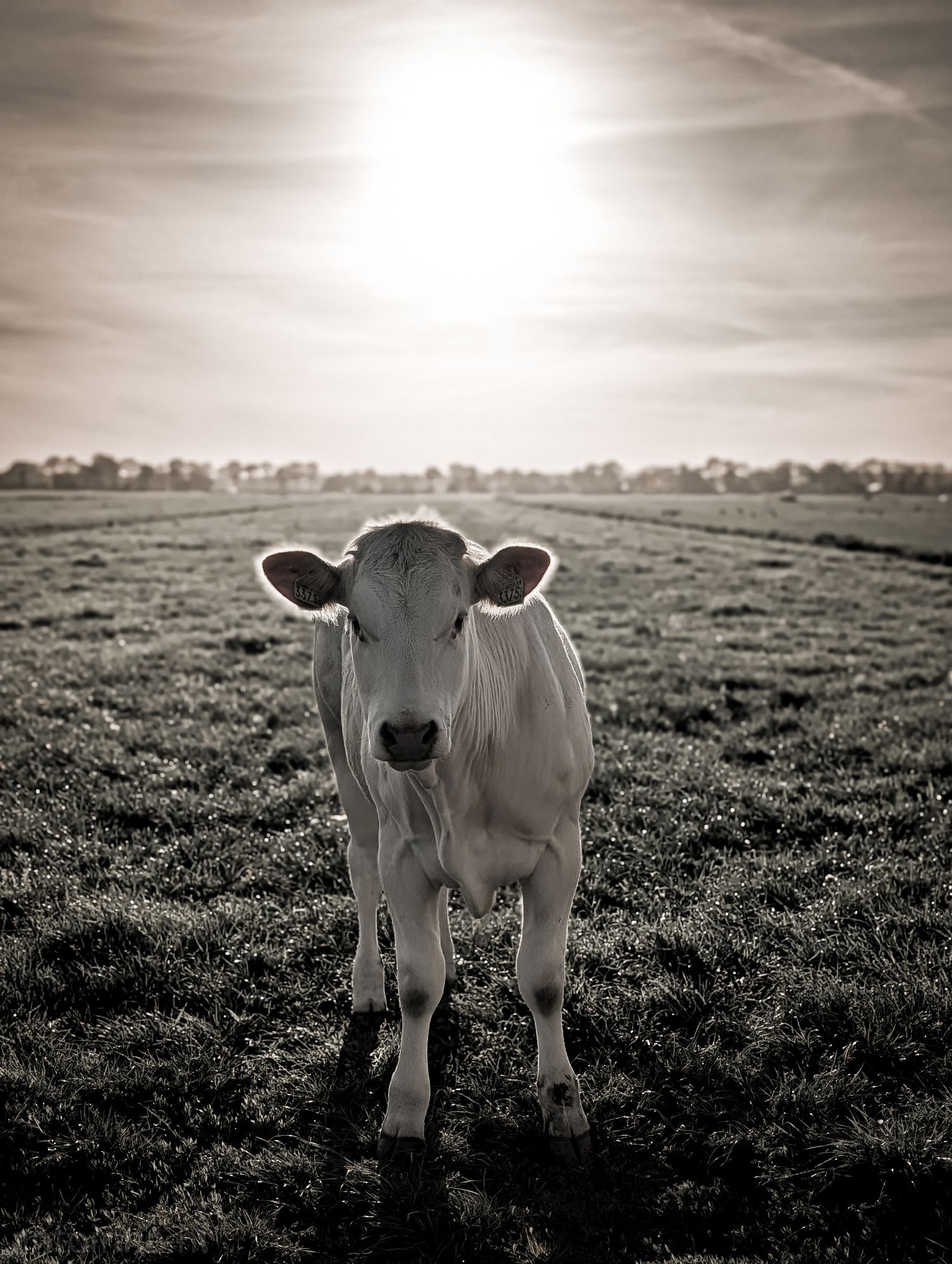 Moo-nochrome