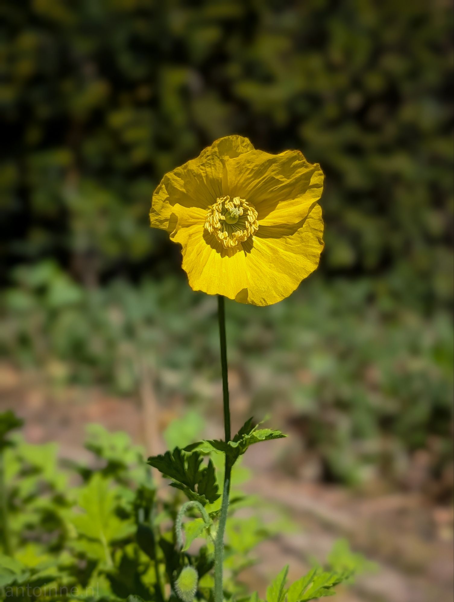 Welsh Poppy