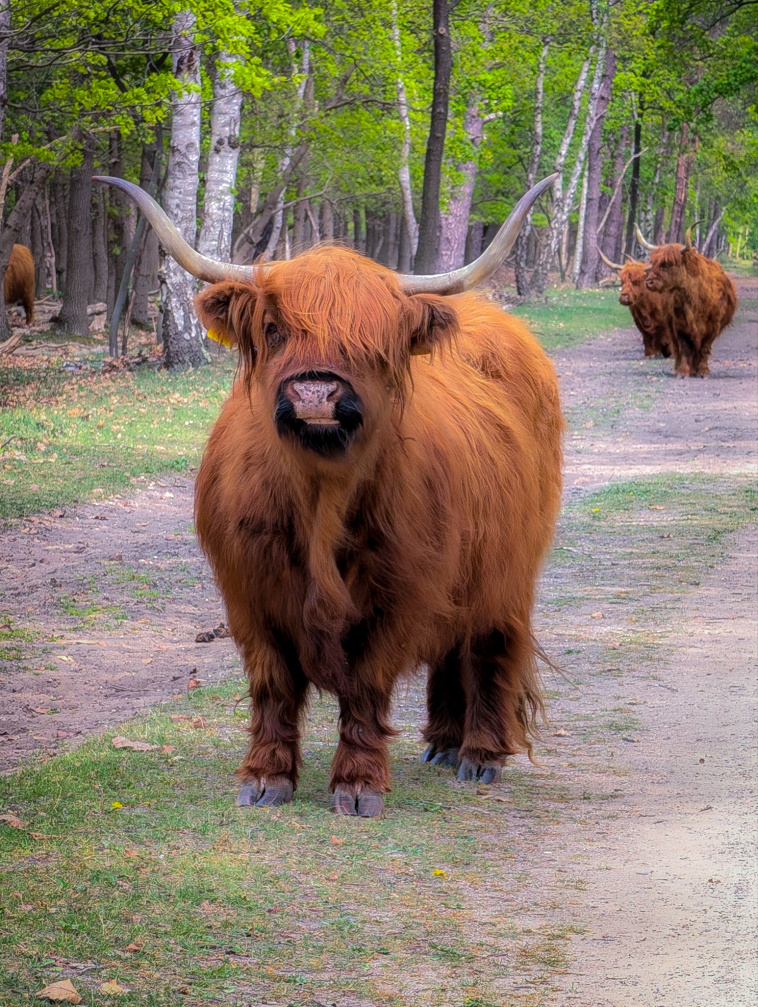 Moo (with Scottish accent)