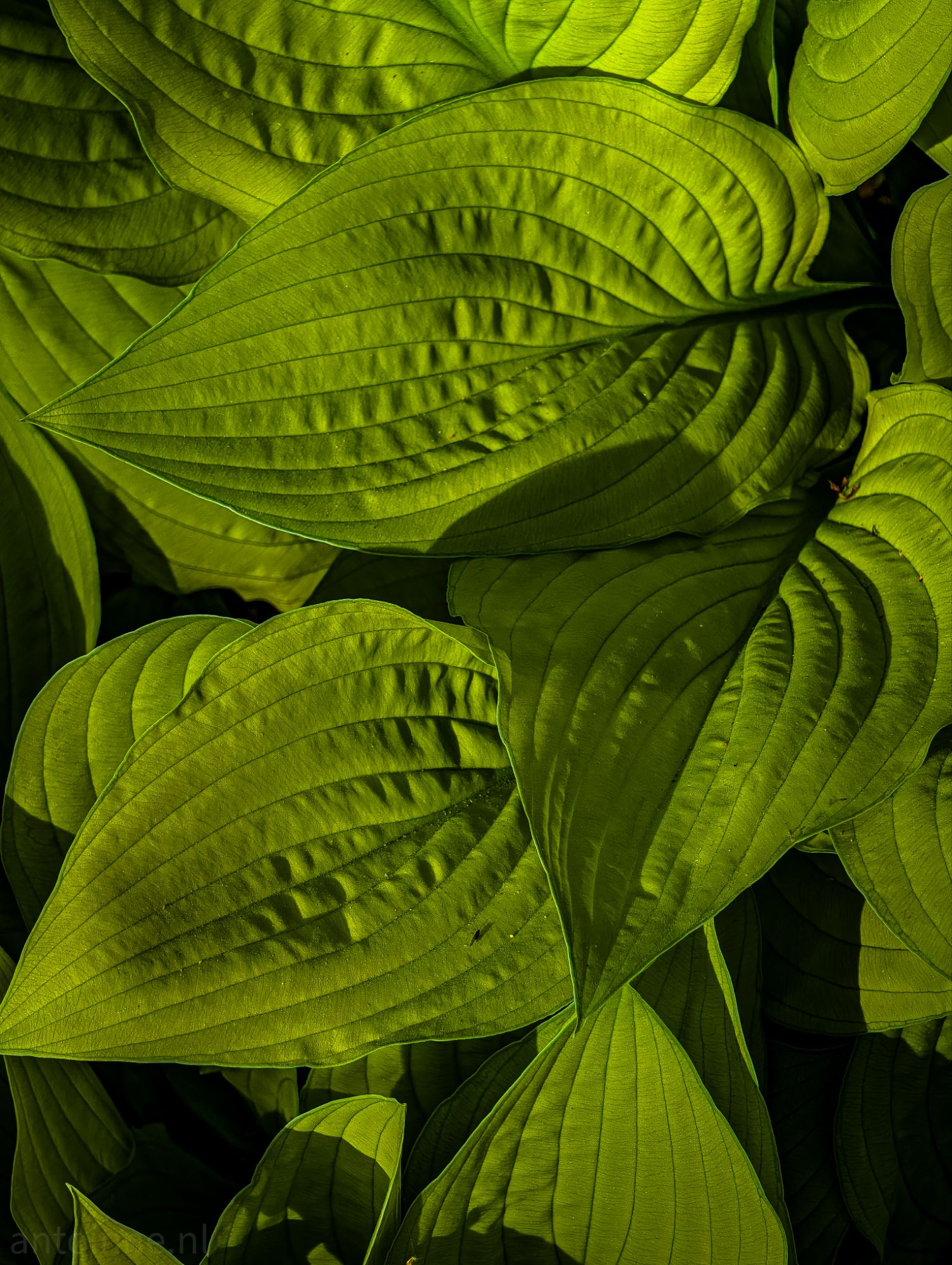 Hosta