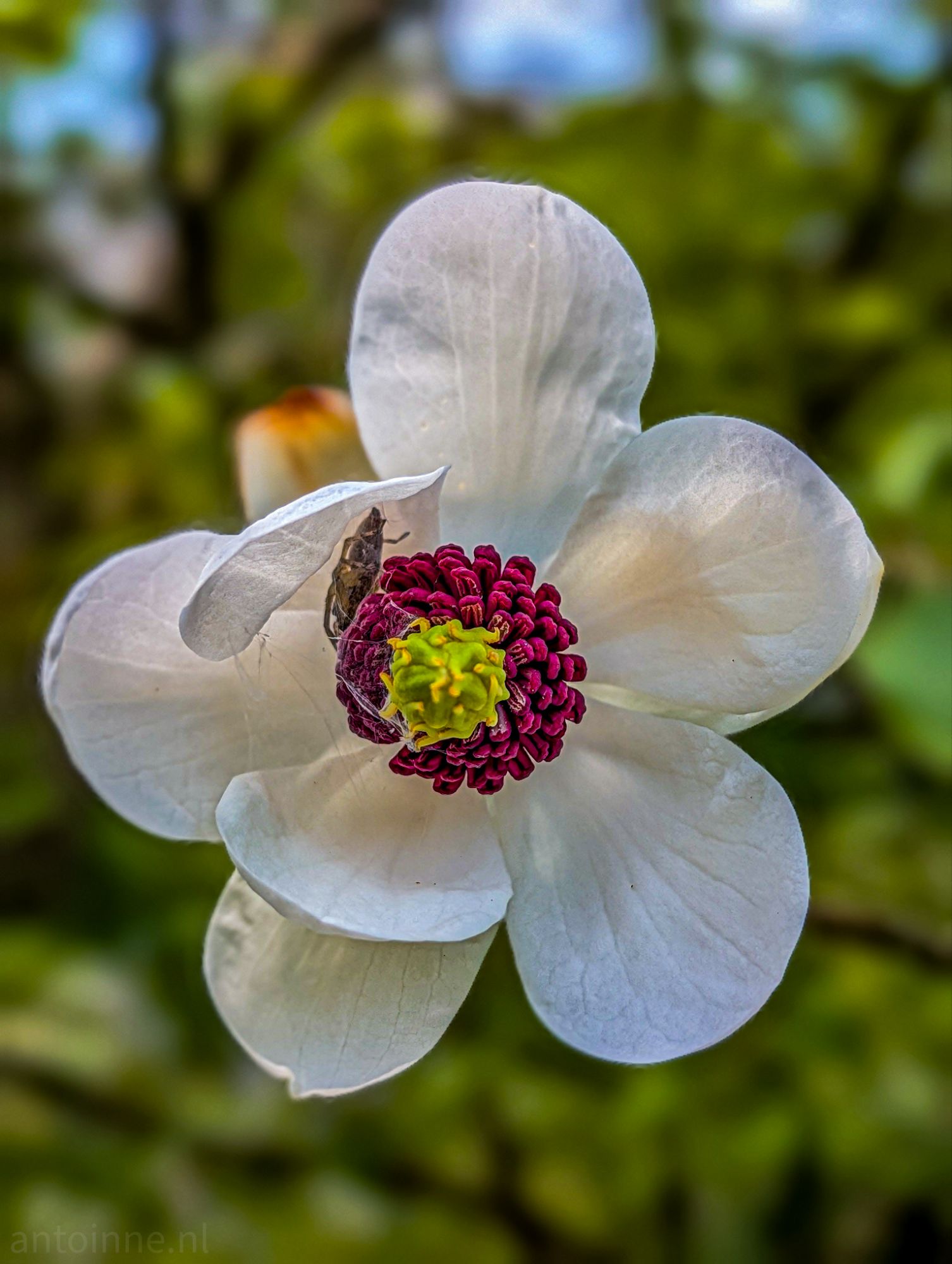 Magnolia