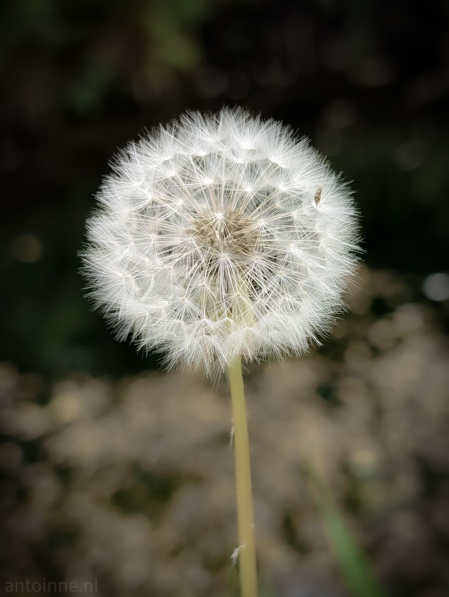 Puffball