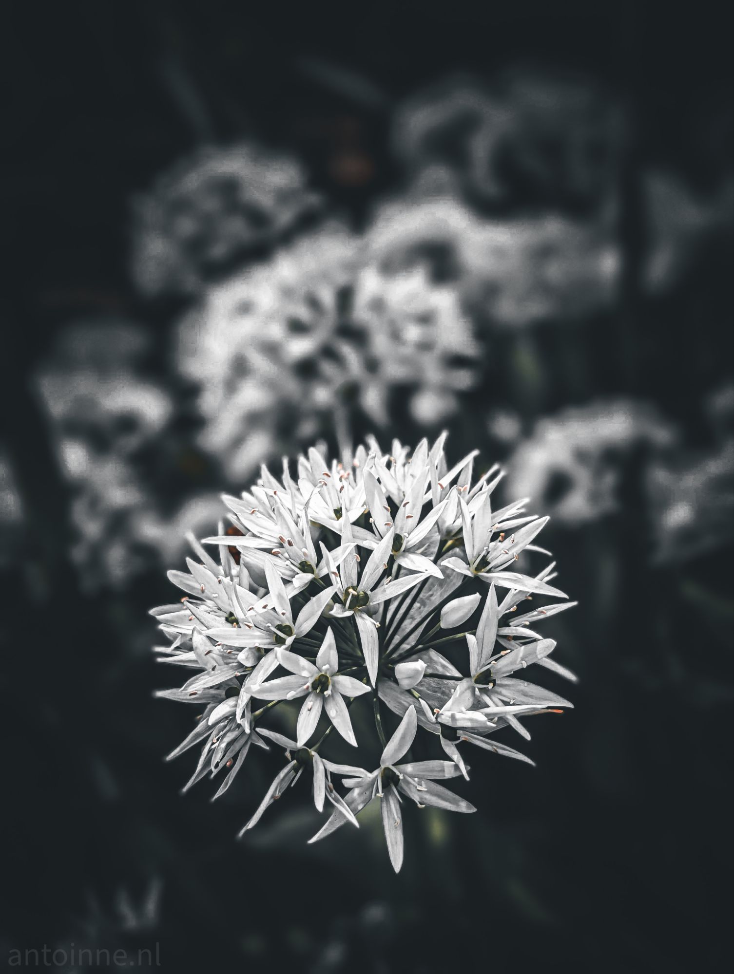 Wild Garlic