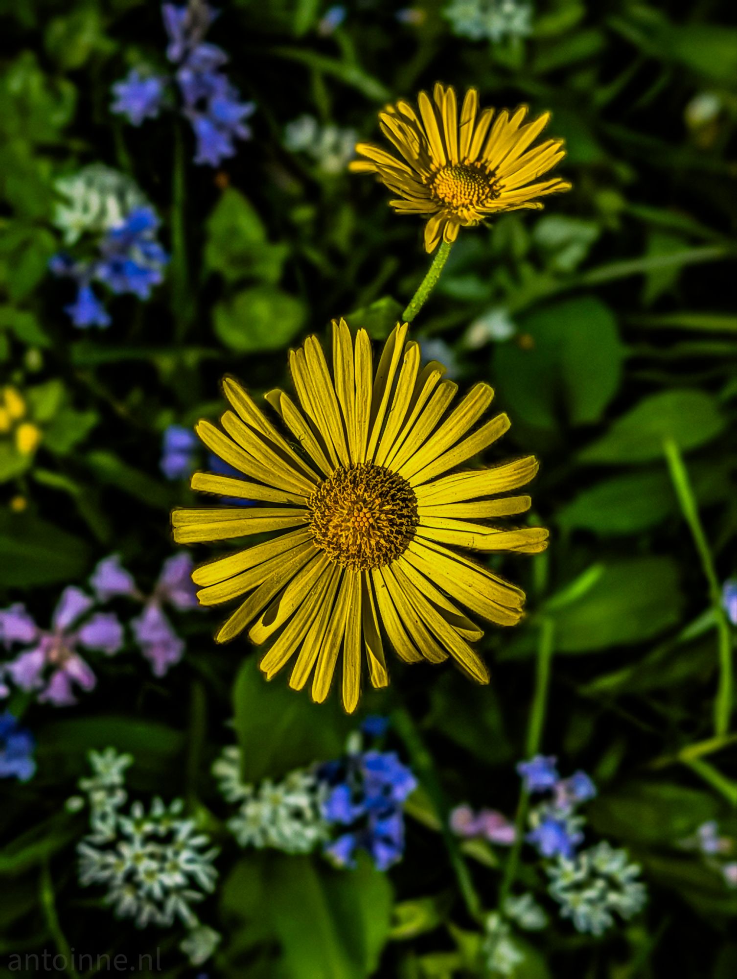 Wildflowers