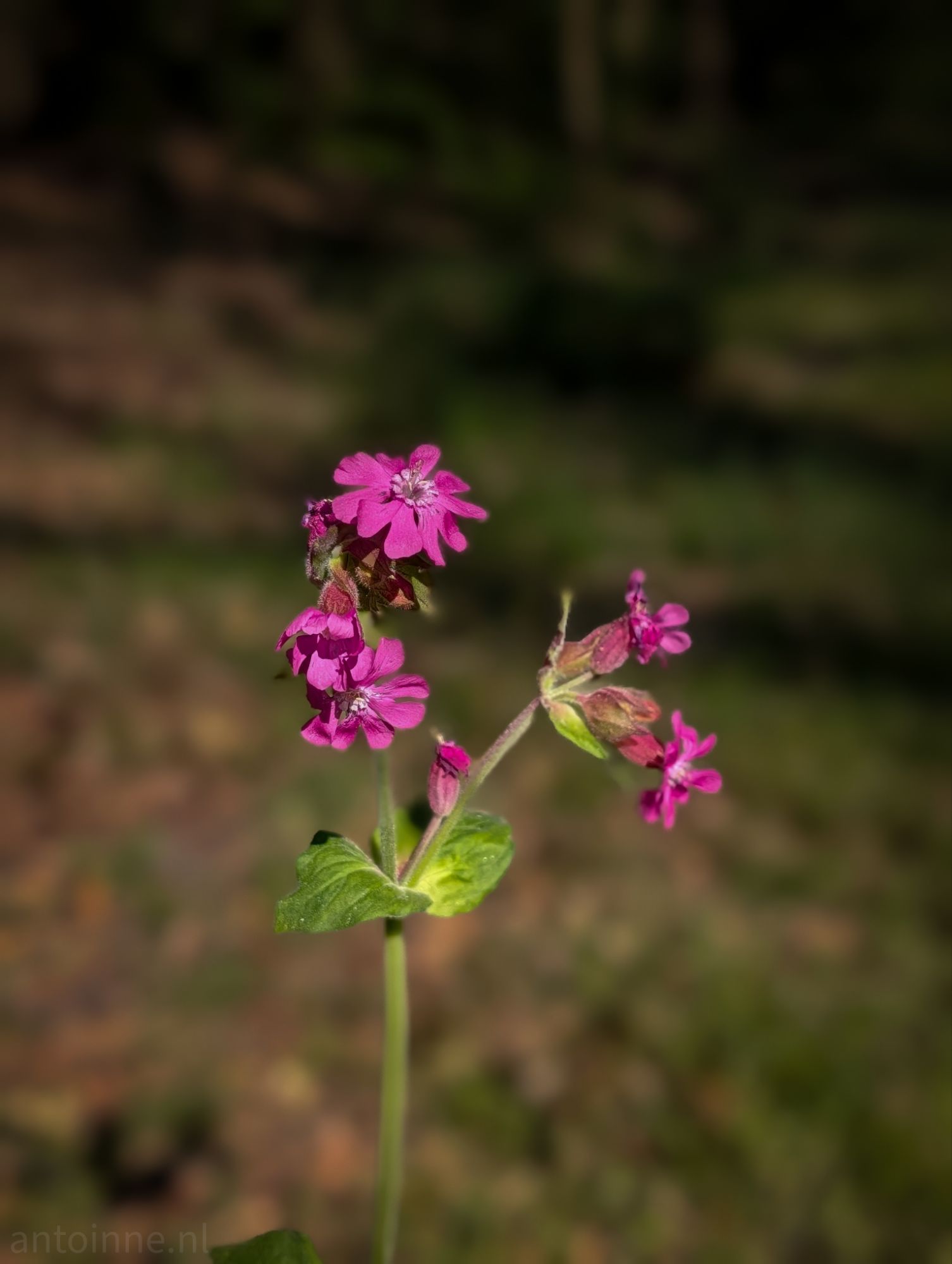 Dagkoekoeksbloem