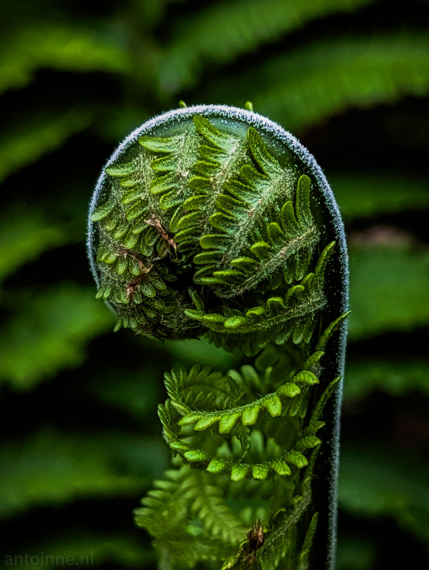 Another fiddlehead