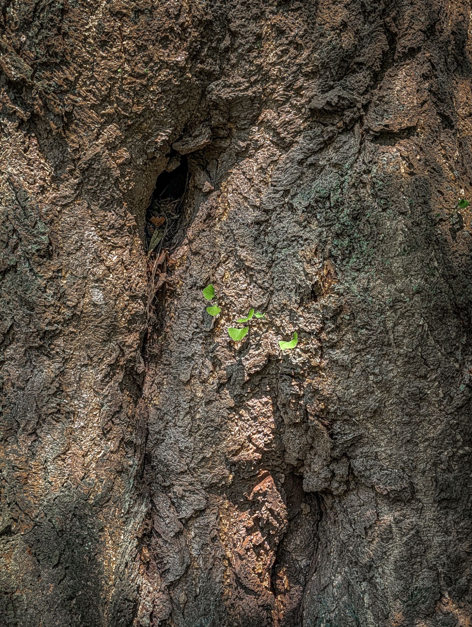 Emerging Foliage